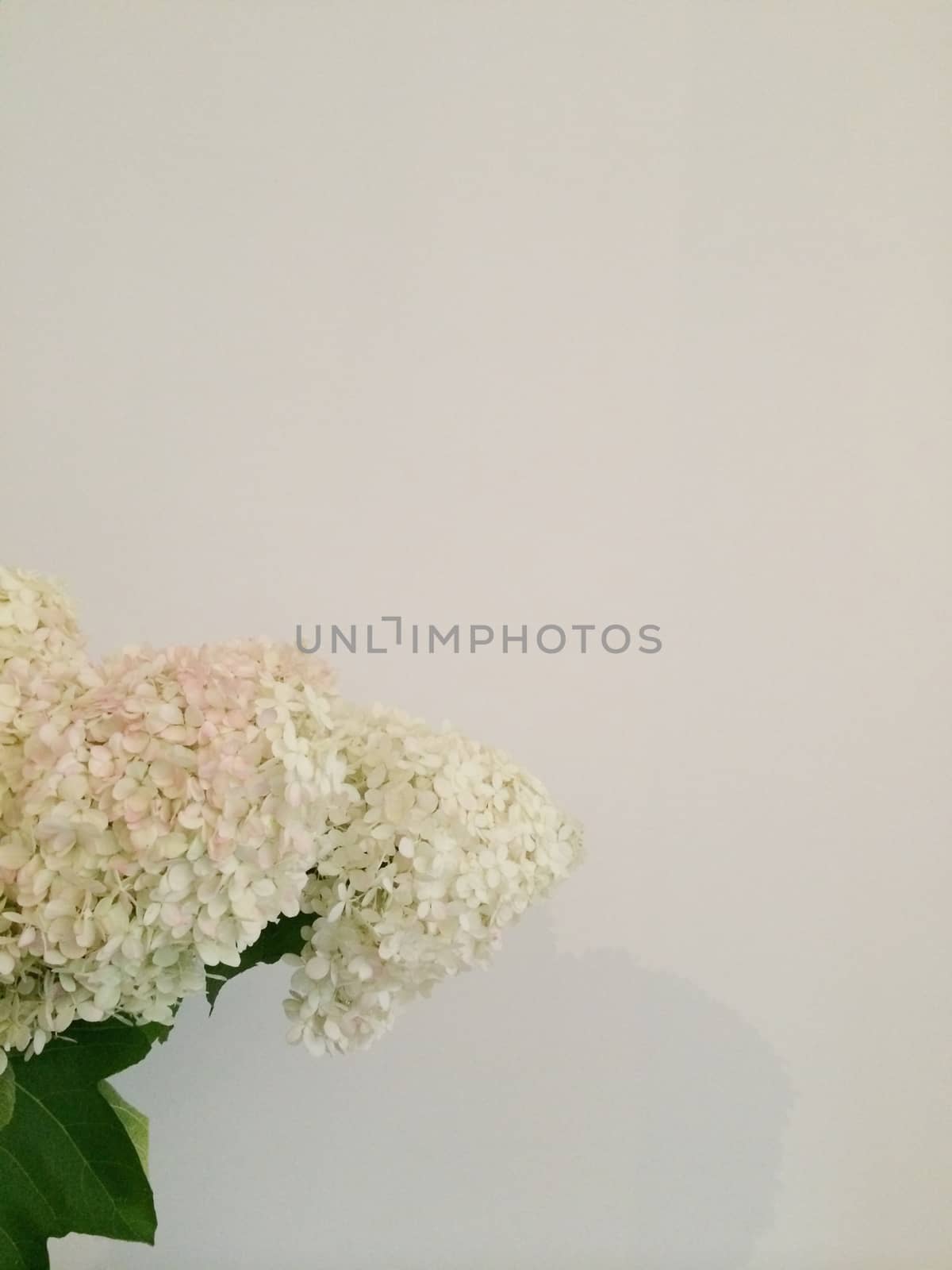 Bouquets of white hydrangeas closeup