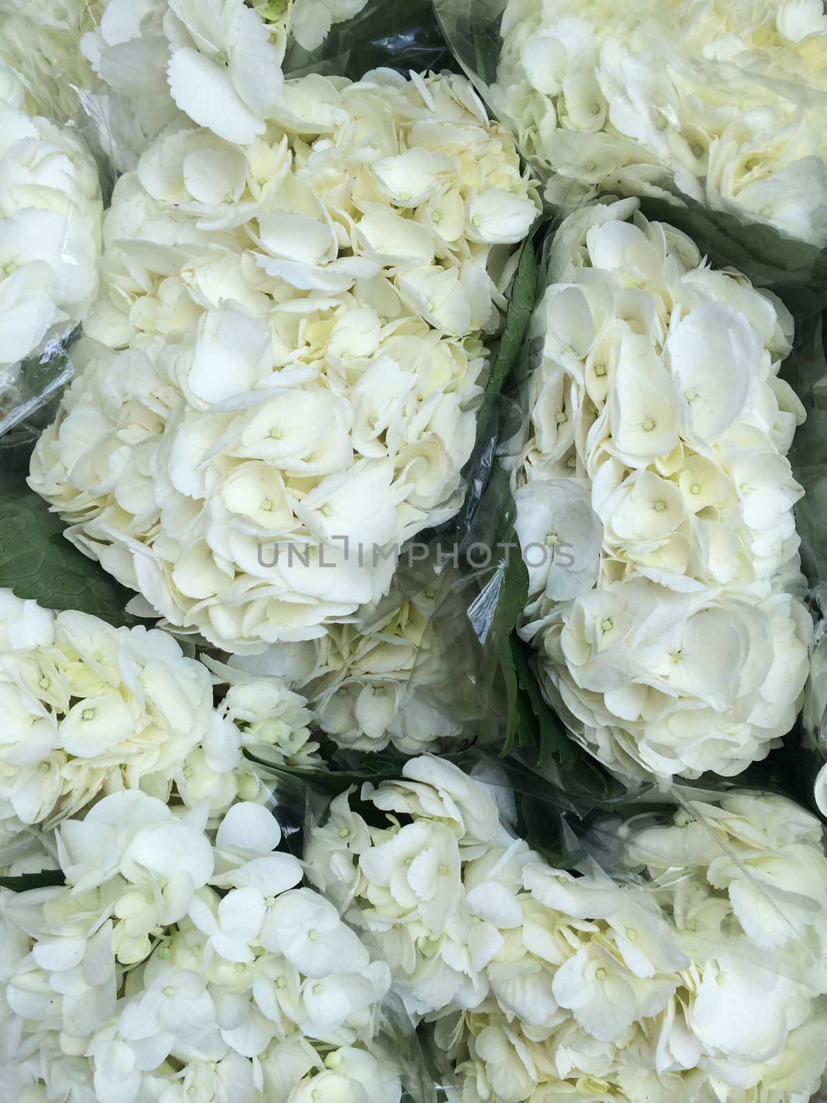 Plastic wrapped bouquets of white hydrangeas