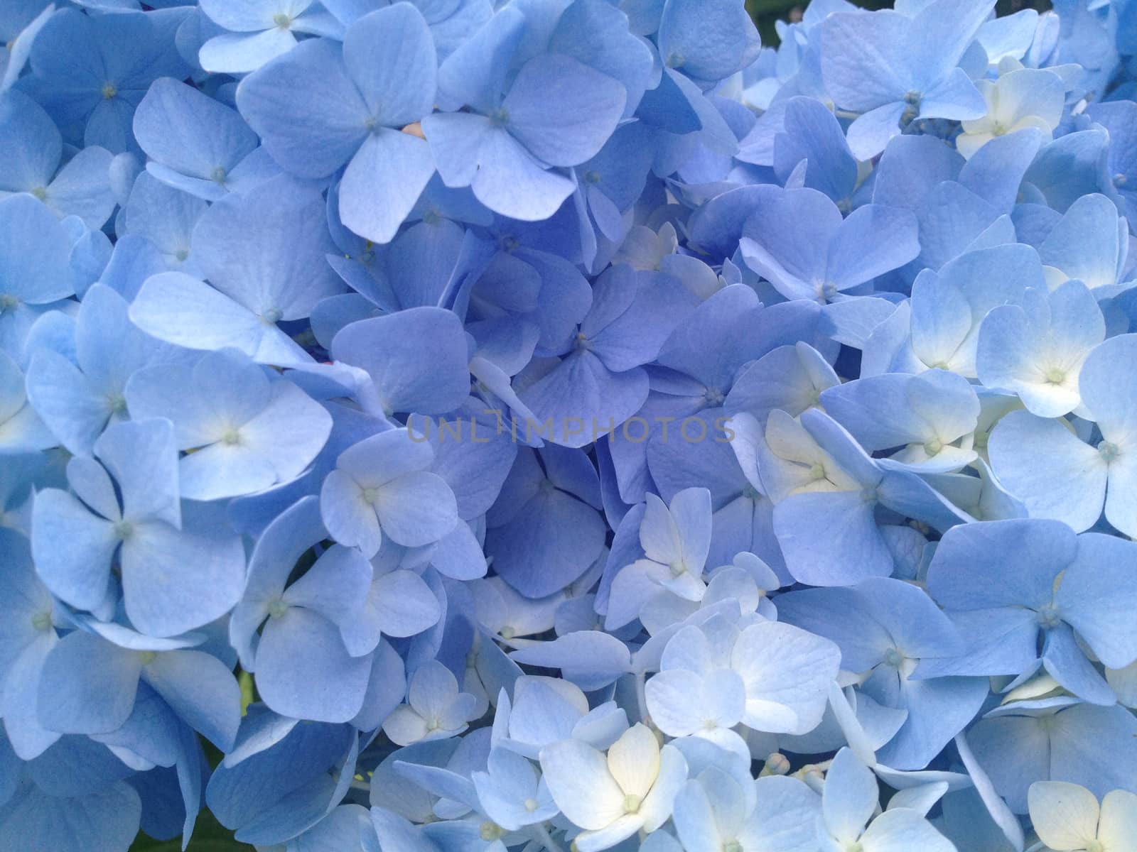 Blue hydrangea by mmm