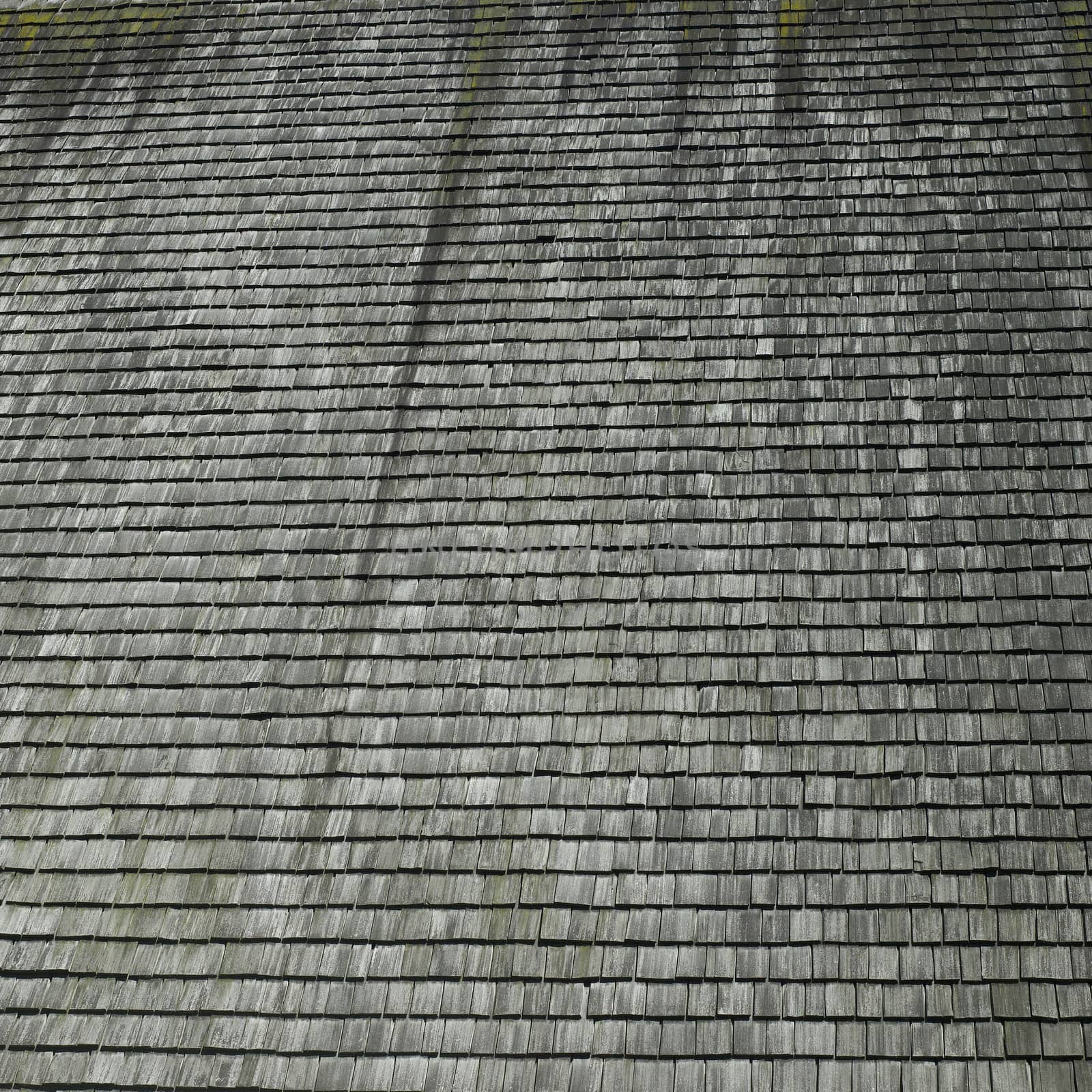 Moss growing on a wooden shingled rooftop