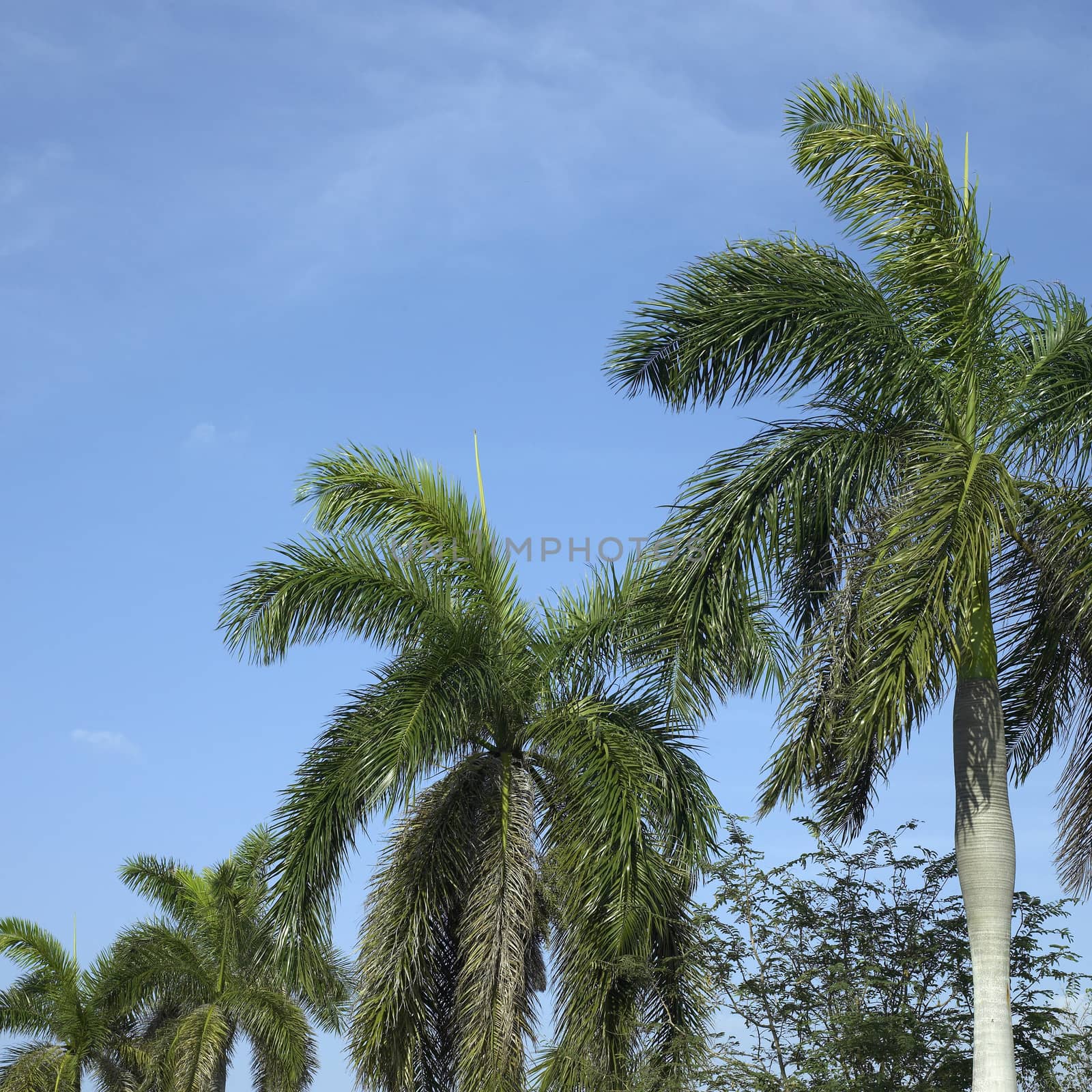 Palm trees and blue sky
