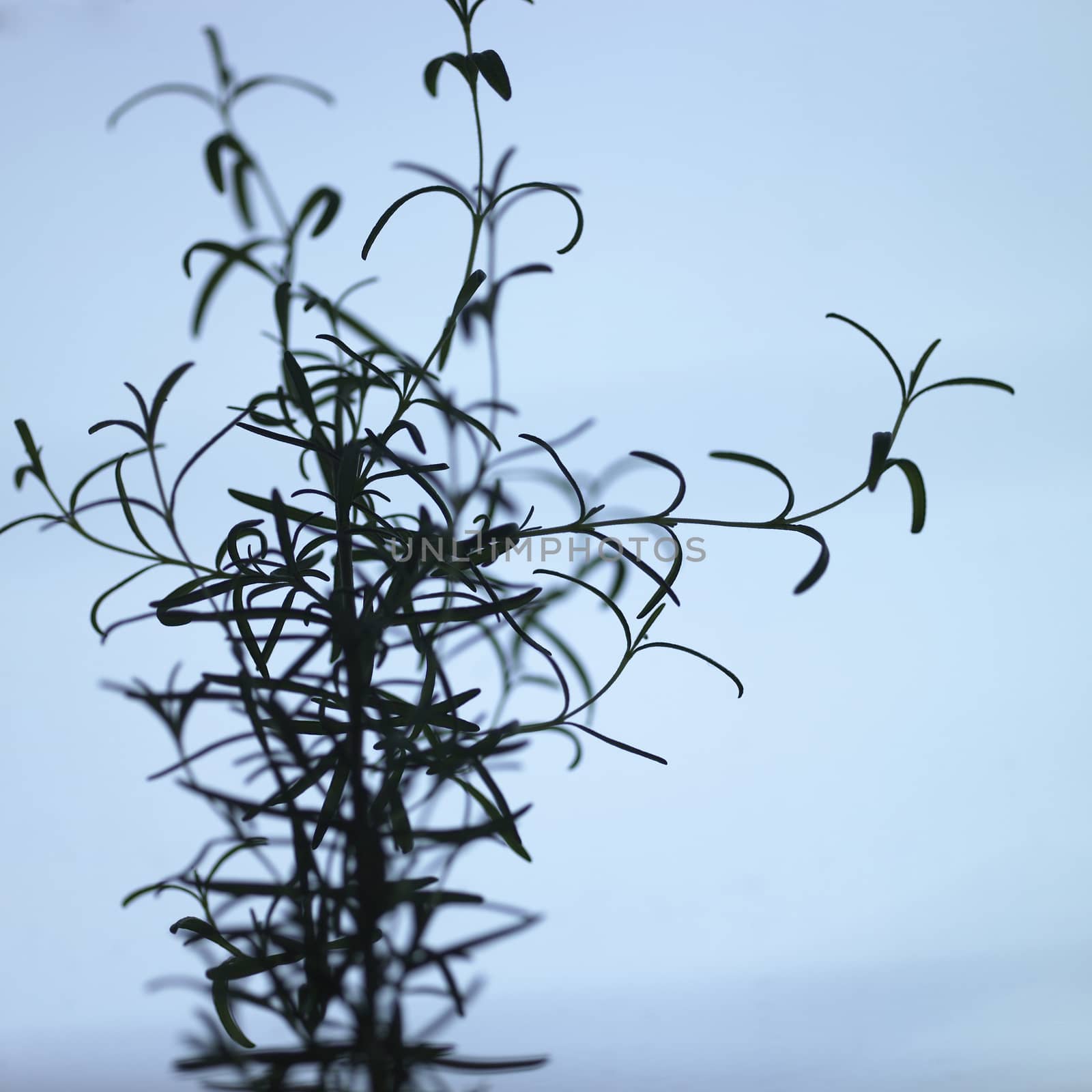 Silhouette of a rosemary branch