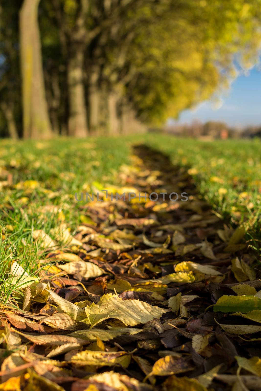 The Walls of Ferrara during autumn with fallen leaves on the gro by enrico.lapponi
