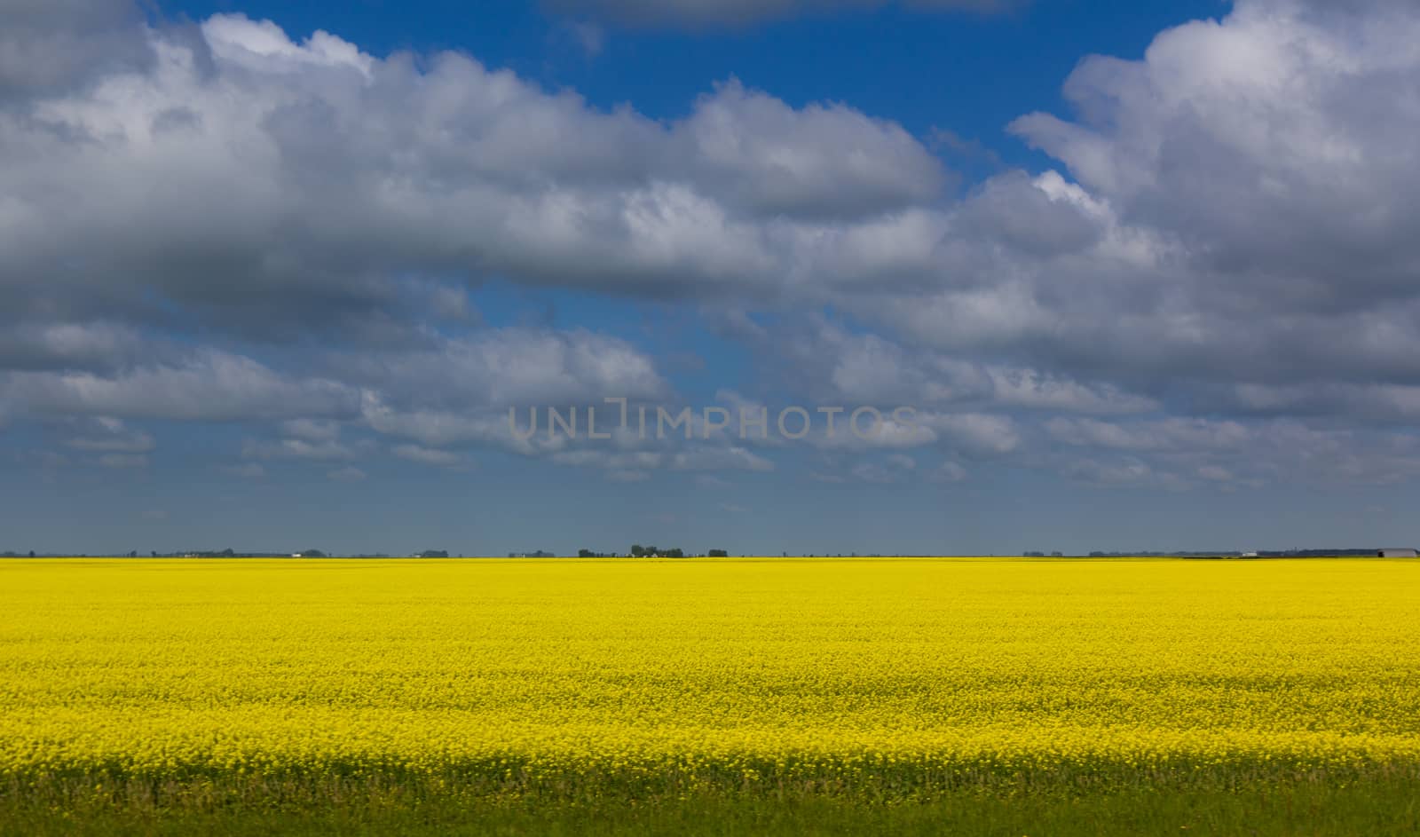 Bleu sky clouds over wheat field Saskatchewan