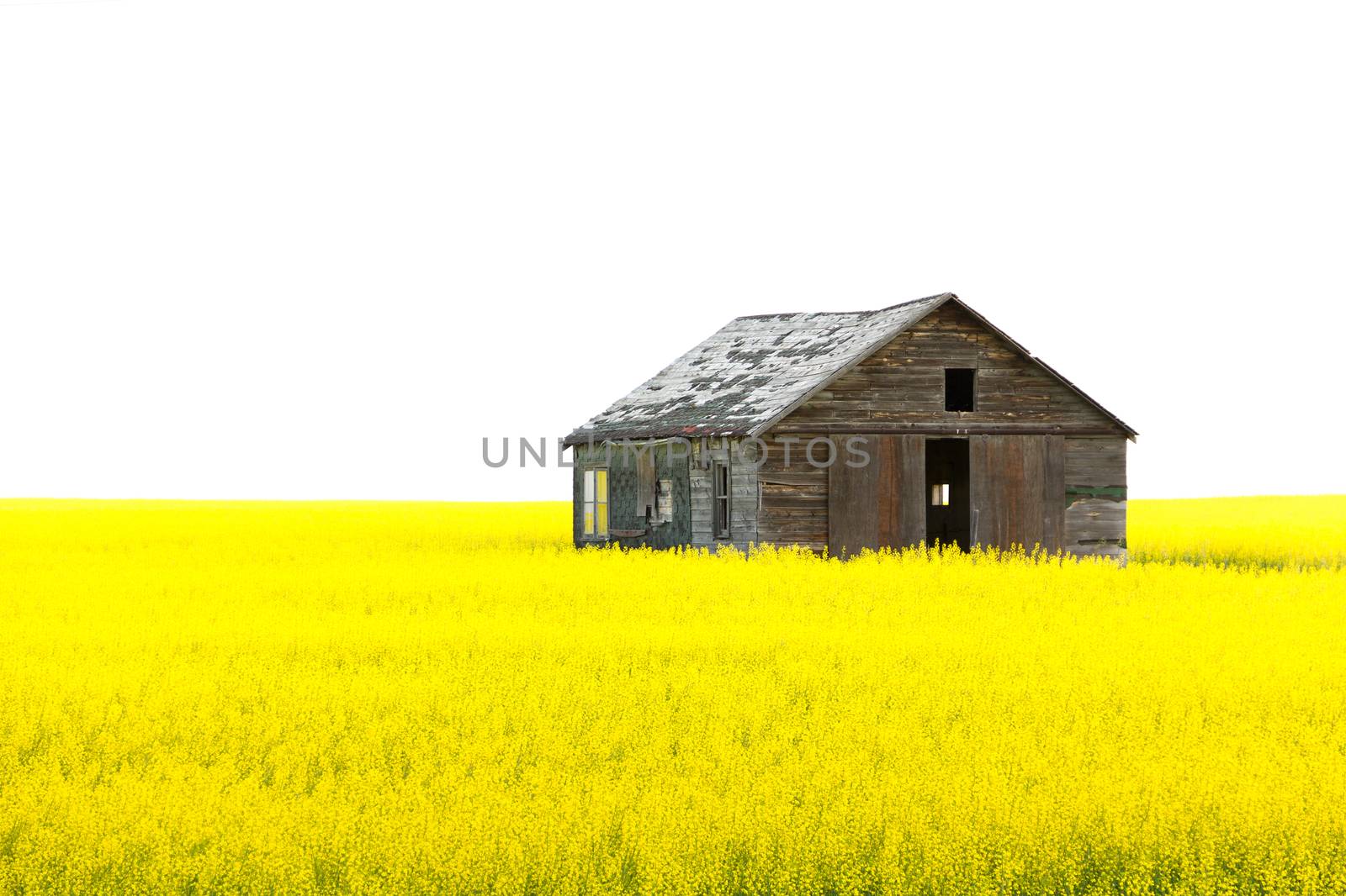Old wooden abandoned house yellow field isolated white sky