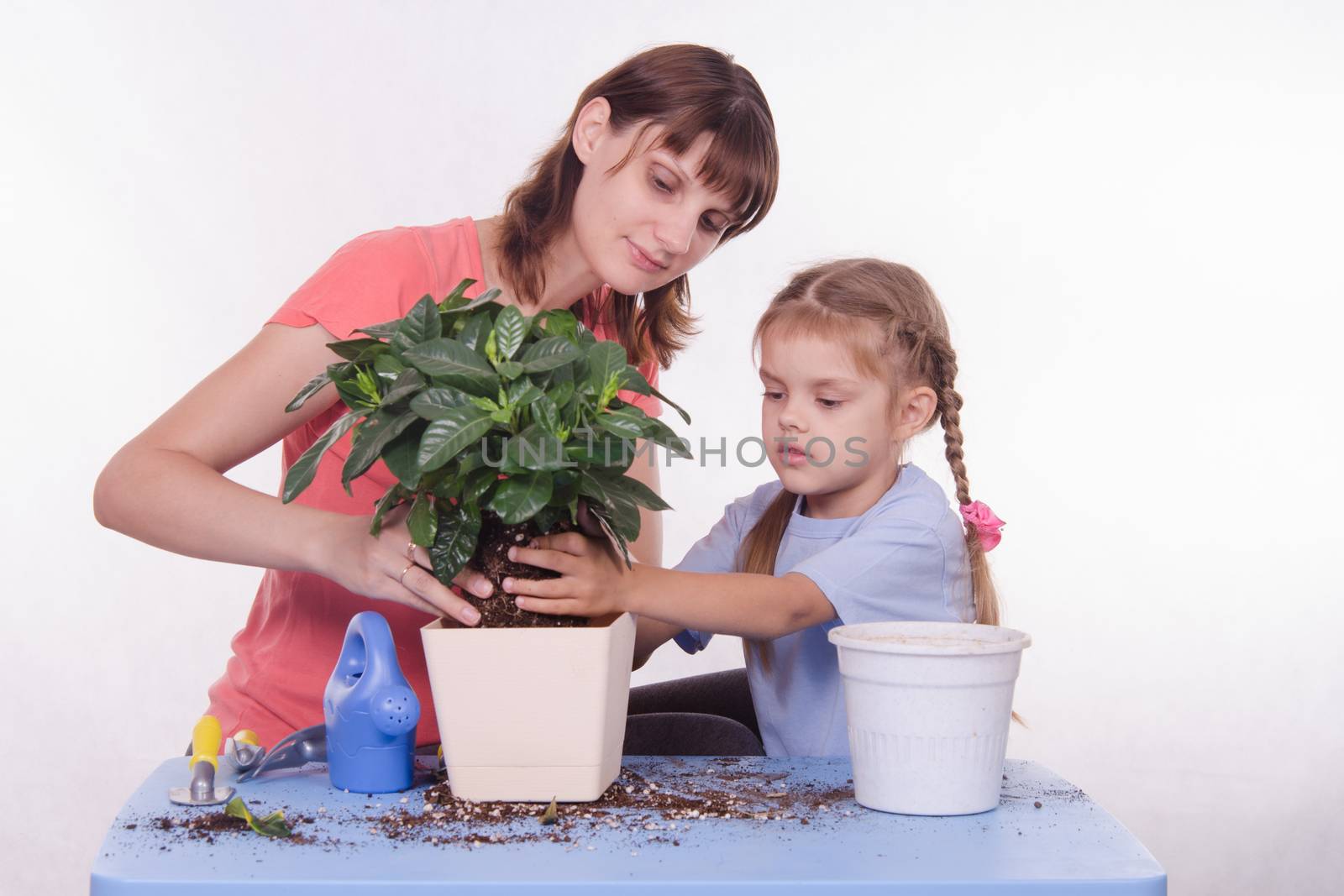 Mom and daughter five-year houseplant transplanted from one pot to another