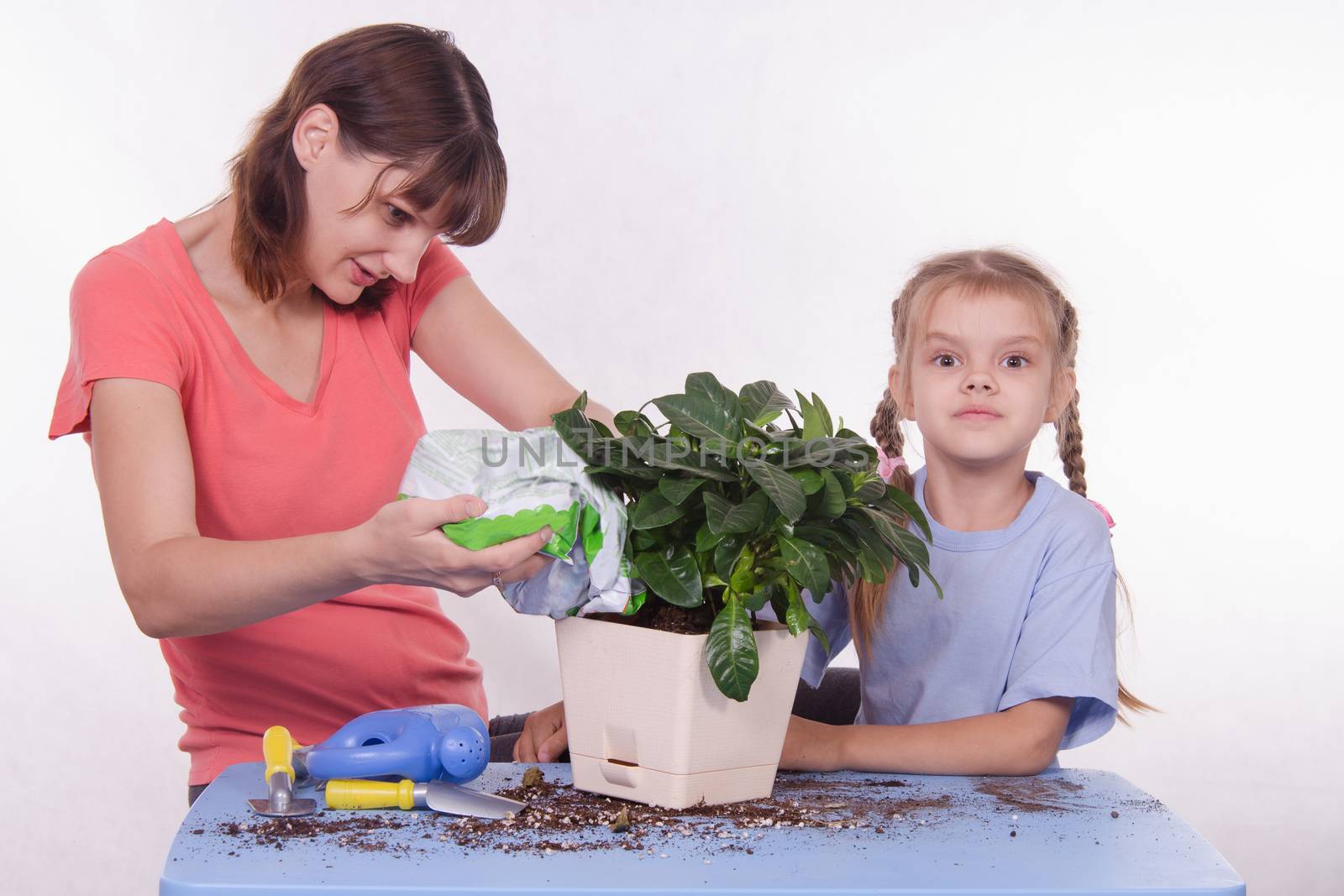 Mom and daughter five-year houseplant transplanted from one pot to another