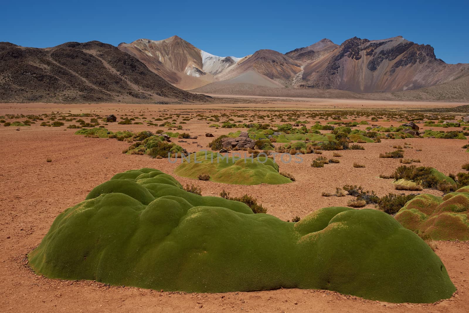 Colourful mountains at Suriplaza in the Atacama Desert of north east Chile. The green plants in the foreground are rare native cushion plant known as Azorella compacta, also called llareta in Spanish. The altitude is in excess of 4,000 metres.