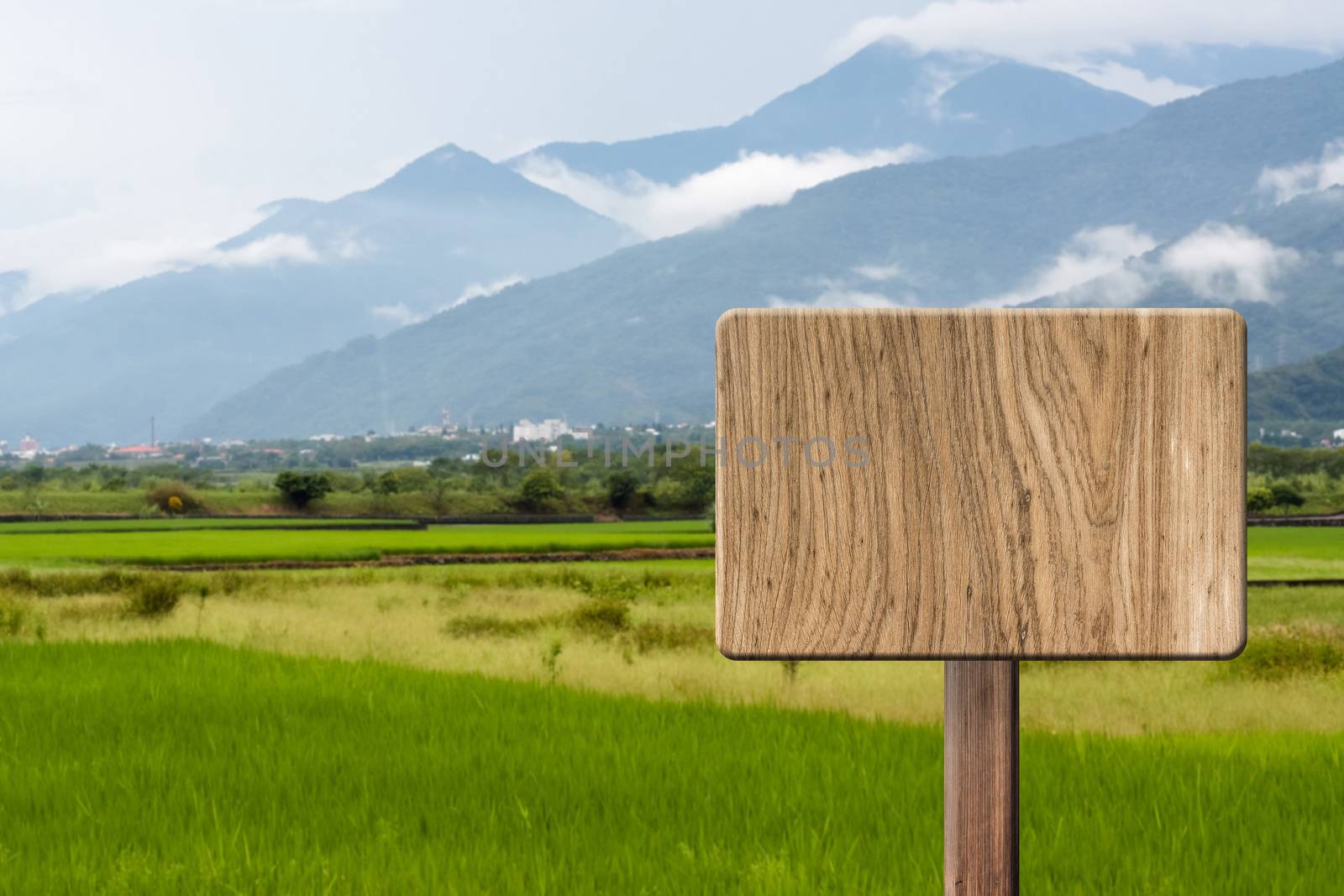 Blank wooden sign on field of paddy rice farm. Concept of rural, idyllic, tranquility etc.