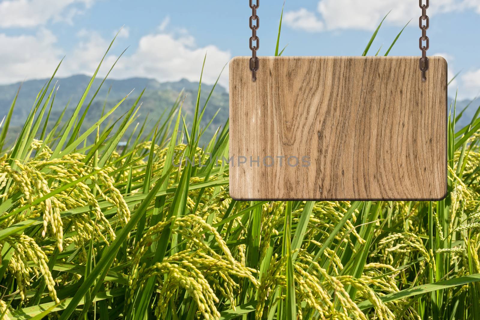 Blank wooden sign on field of paddy farm. Concept of rural, idyllic, tranquility etc.