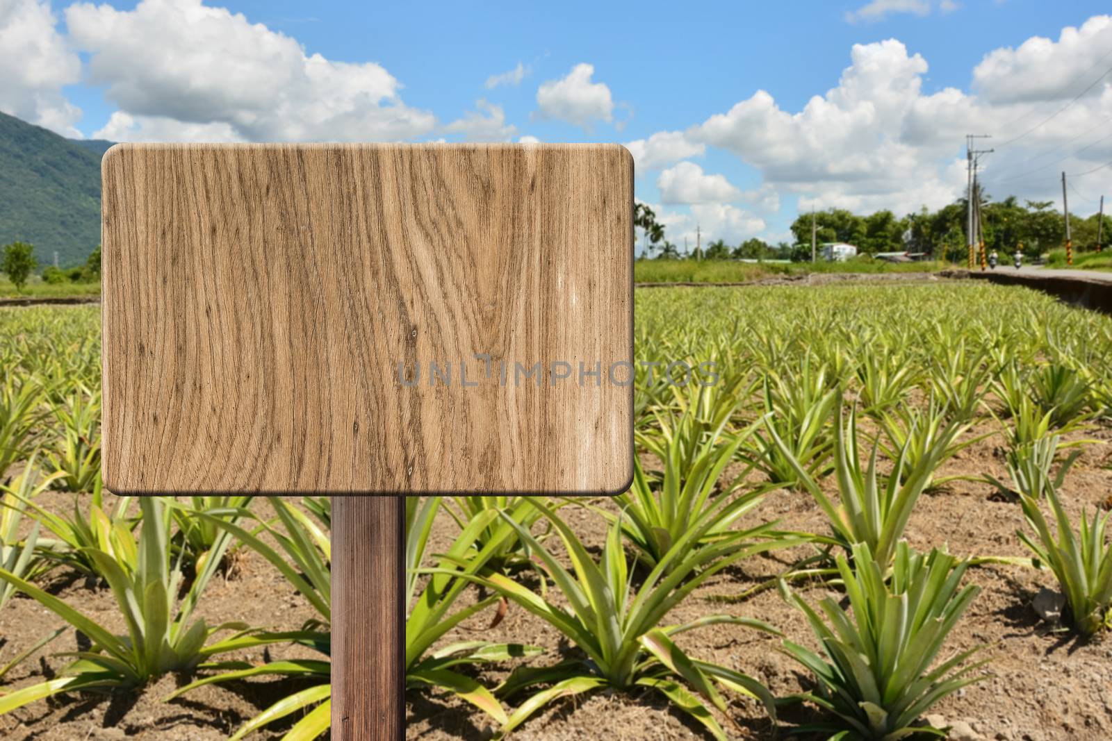 Blank wooden sign on field of pineapplef arm. Concept of rural, idyllic, tranquility etc.
