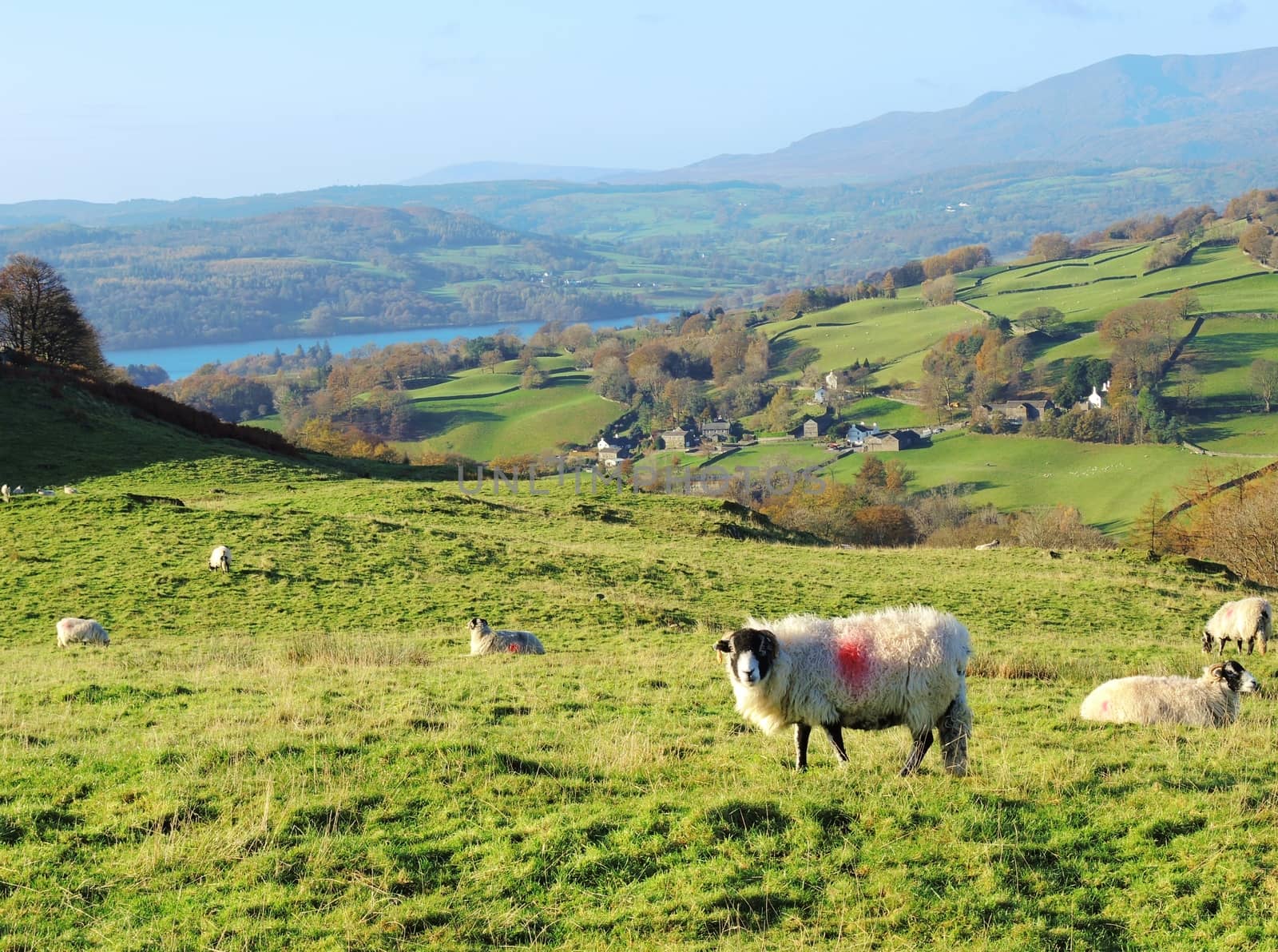 A peaceful rural image of sheep grazing in the English Lake District.