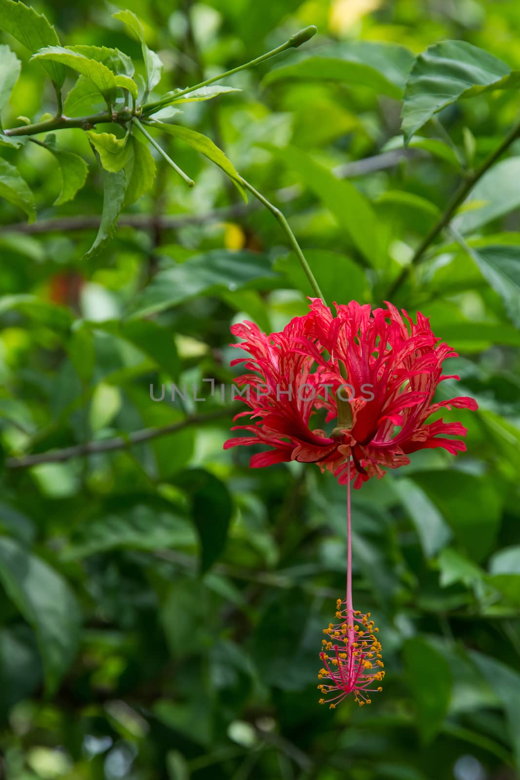 Red tropical flower. Red Hibiscus type flower (Hibiscus sinensis) with large pistils and fringed petals on green foliage.