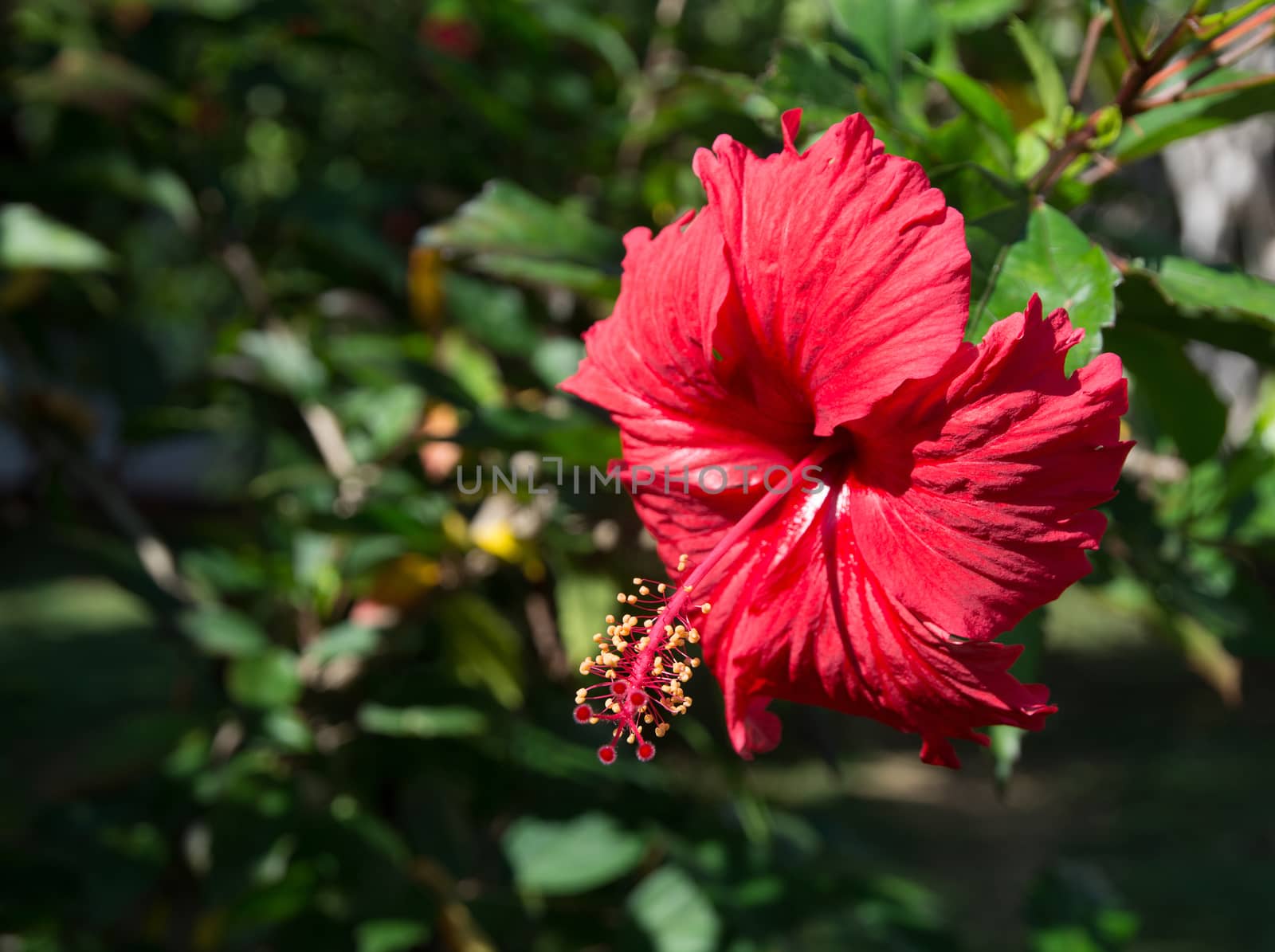 Red Hibiscus (Hibiscus sinensis) in Tangalle garden, Southern Province, Sri Lanka, Asia in December.
