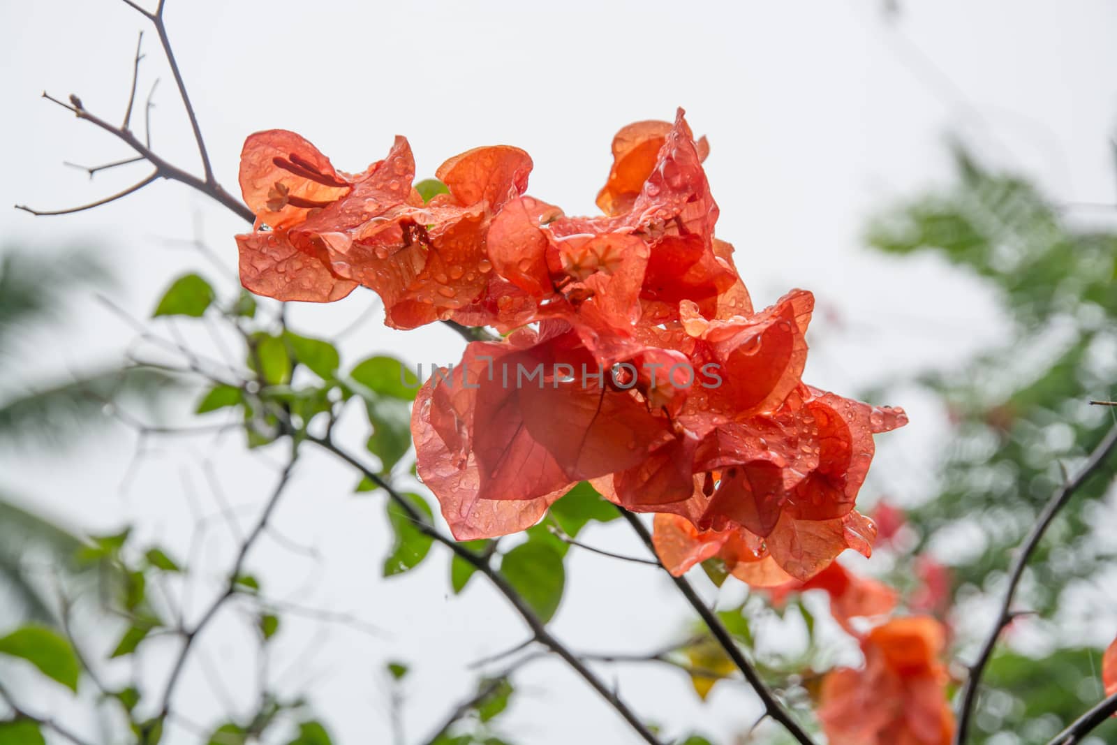 Orange color Bougainvillea with raindrops, Southern Province, Sri Lanka, Asia.