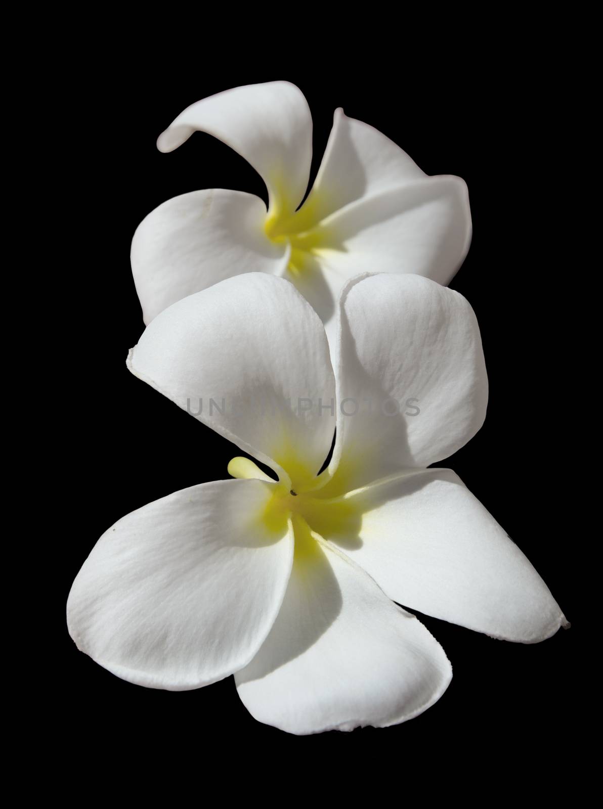 Temple Tree Flower. The flower is seen as the symbol of the fragile human life out of which should come the fragrance of devotion that allows the soul to merge with the mysterious Essence of all life.

In the spiritual symbolism of India the Plumeria flower has a special significance. The 5 petals are said to be represent five qualities necessary for psychological perfection: sincerity, faith, aspiration, devotion and surrender.