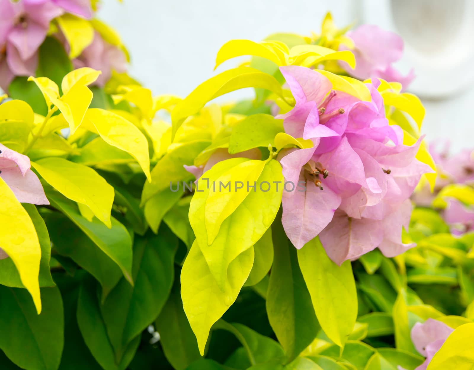 Pink Bougainvillea flowers growing in garden in Southern Province, Sri Lanka, Asia in December.