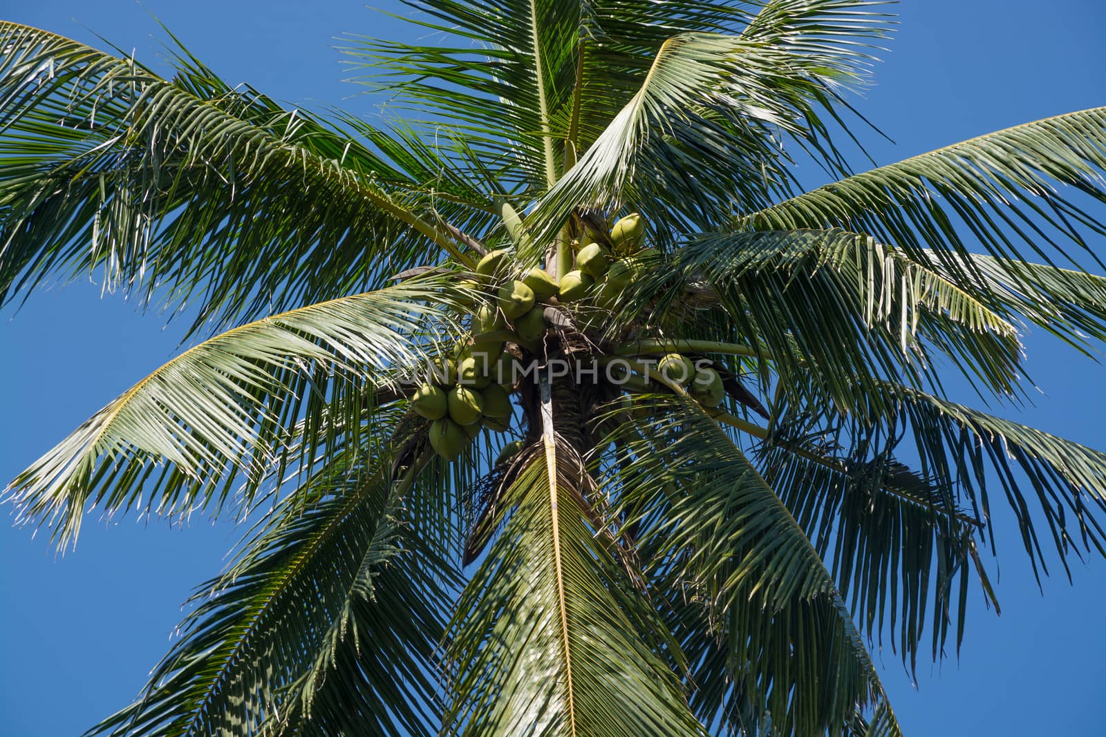 King Coconuts in tree growing in a garden in Southern Province, Sri Lanka, Asia.