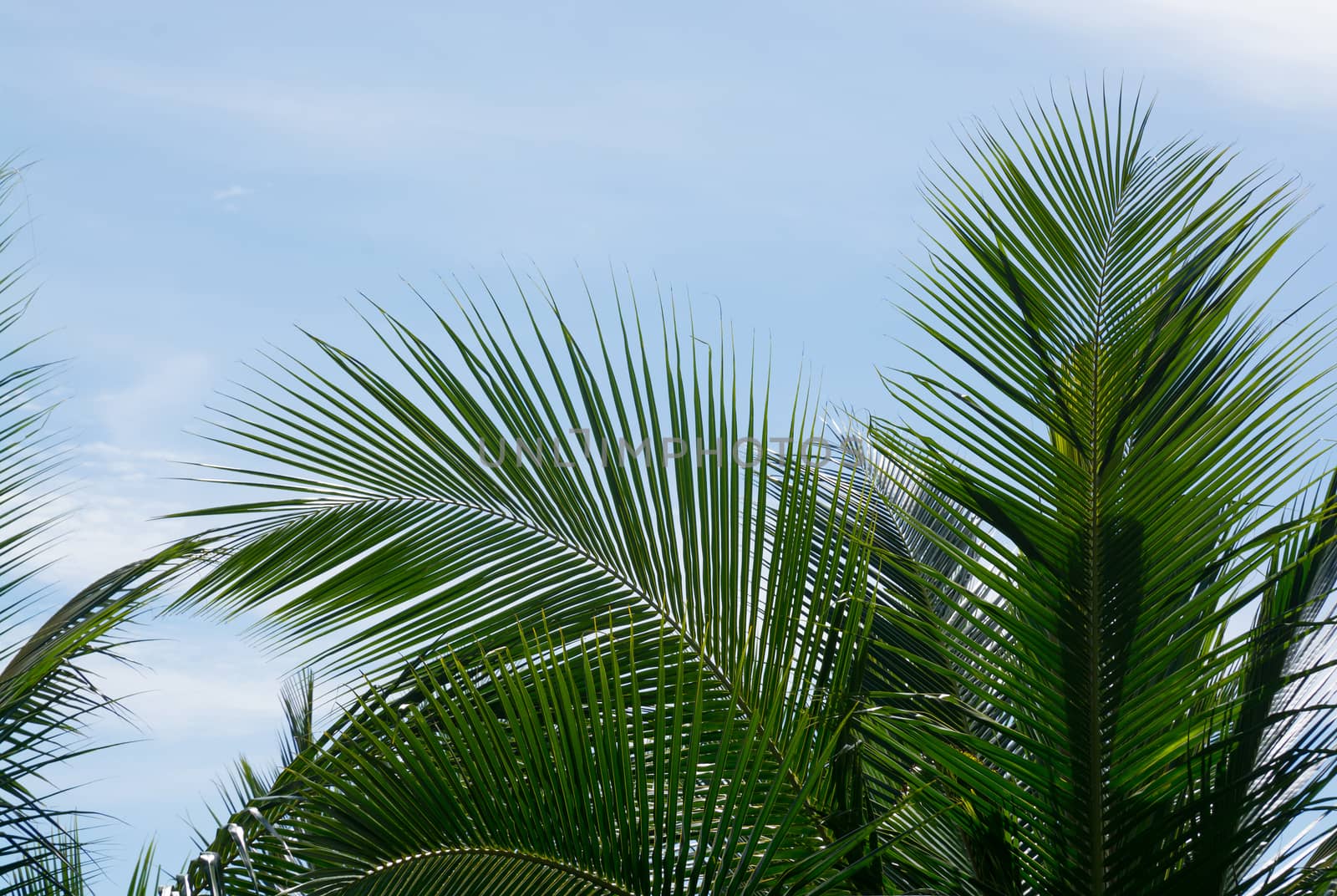 Green coconut palm tree leaves closeup on blue sky, Southern Province, Sri Lanka, Asia.