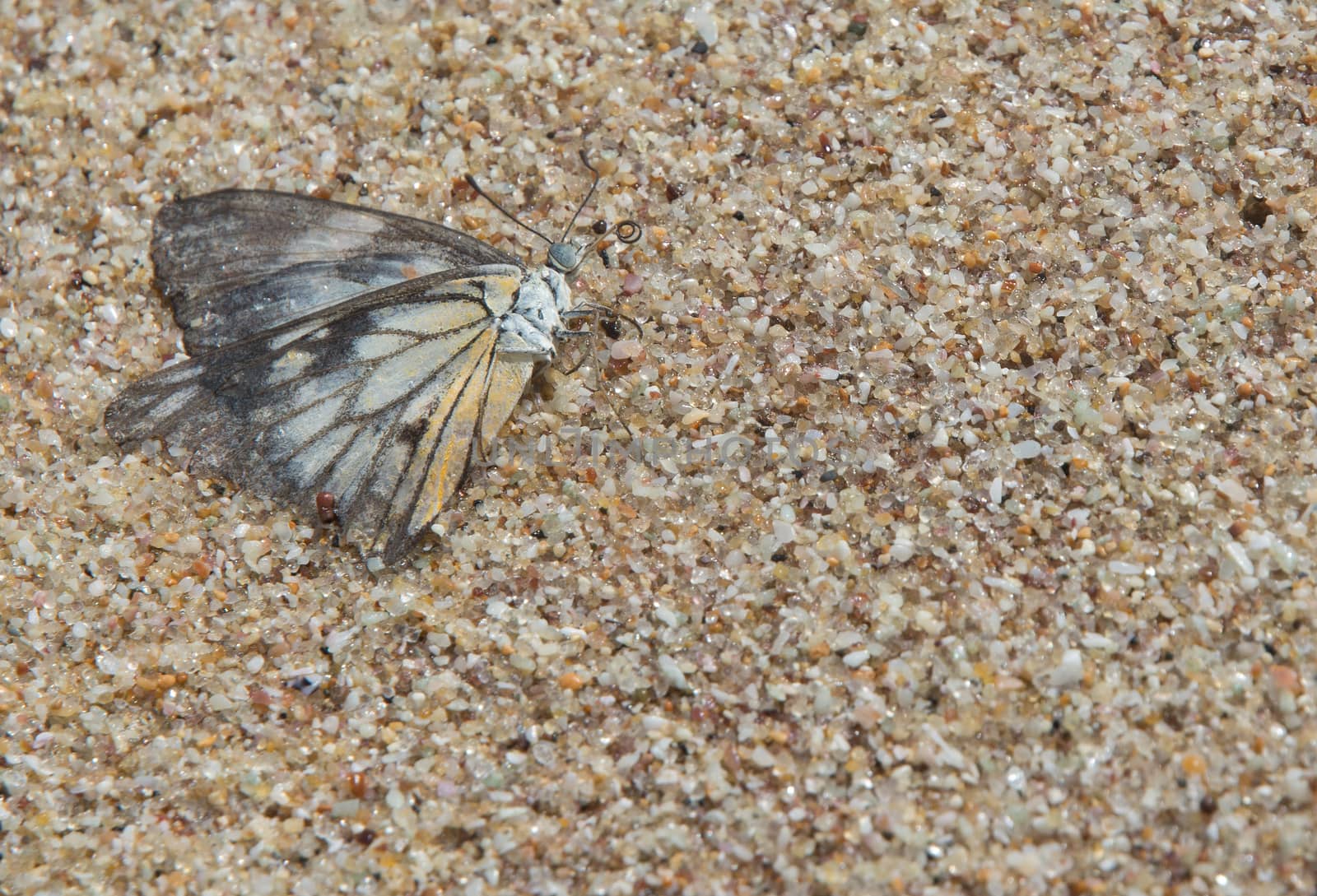 Butterfly on sand. Butterfly with black, white and yellow wings and colorful sand grains. Southern Province, Sri Lanka, Asia.