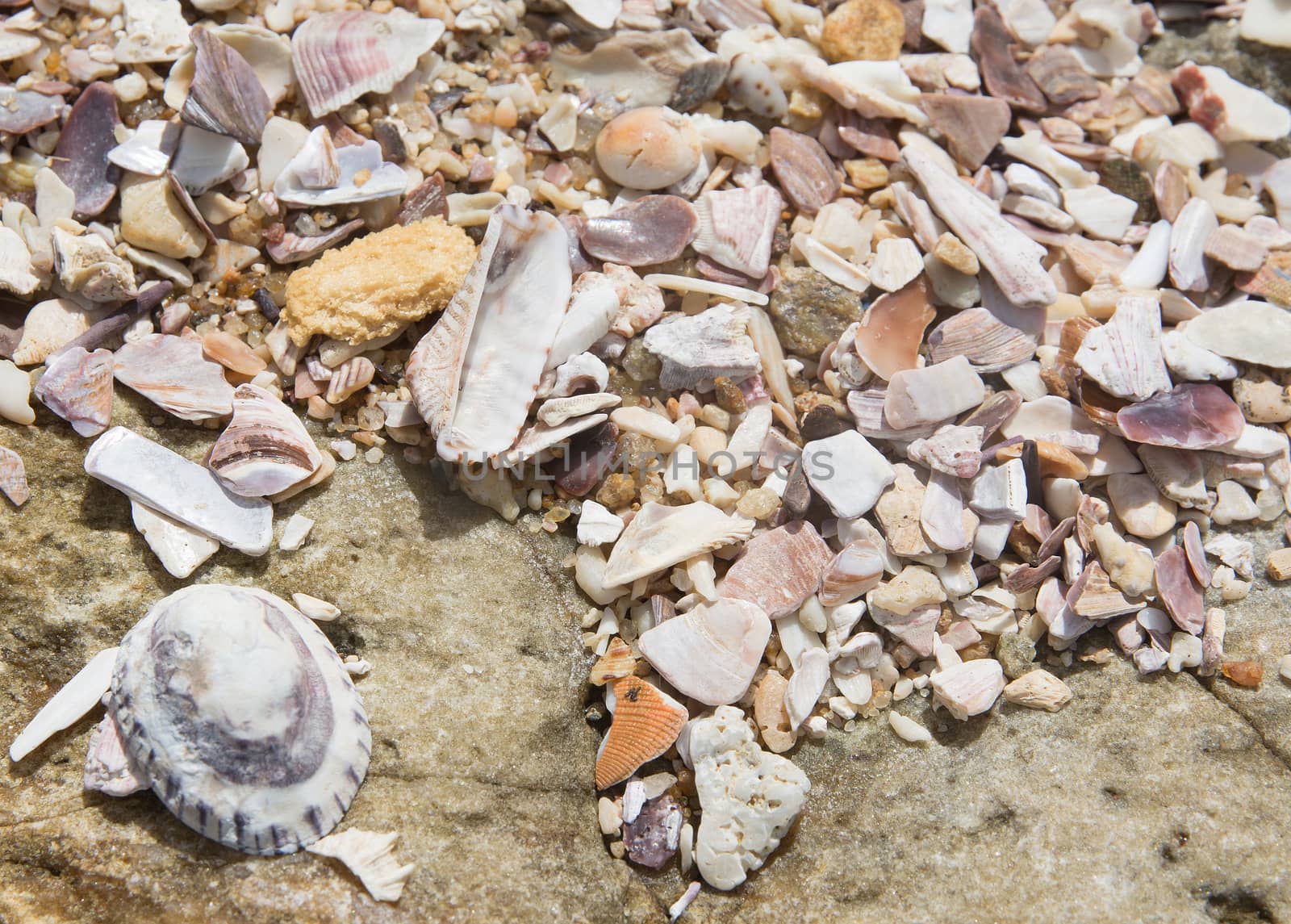Seashells background, Southern Province, Sri Lanka, Asia.