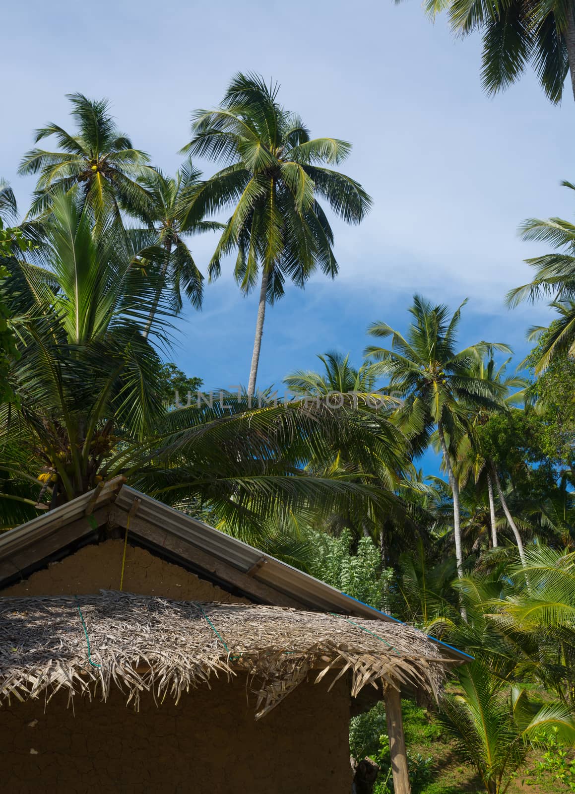 Green and exotic coconut palm tree garden in Southern Province, Sri Lanka, Asia.