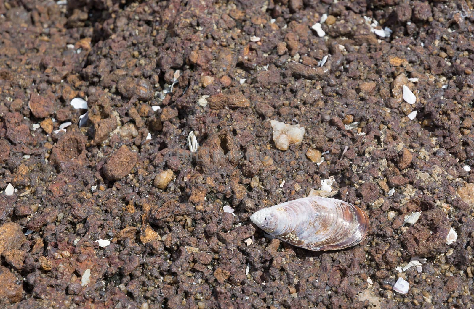 Seashell on red rock. Seashell on red mineral background with crystals and nodules.