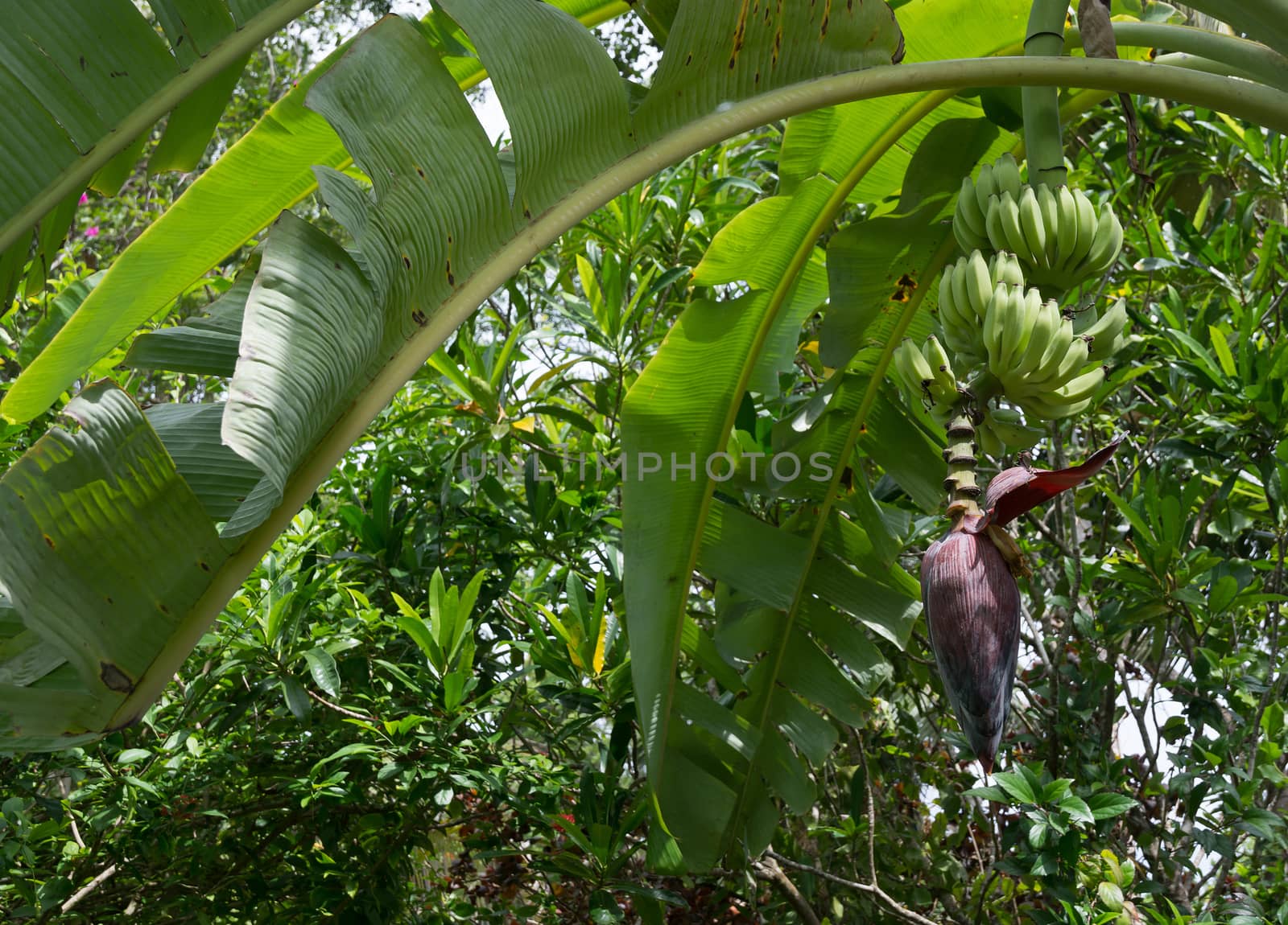 Fresh bananas on tree in Southern Province garden, Sri Lanka, Asia.