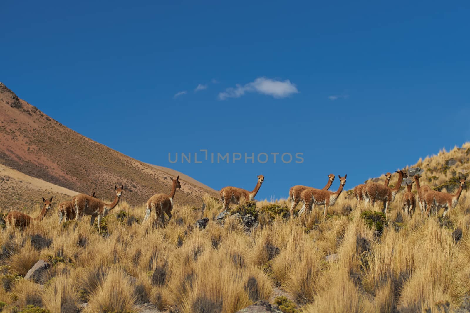 Group of vicuna (Vicugna vicugna) crossing the altiplano in Lauca National Park, northern Chile