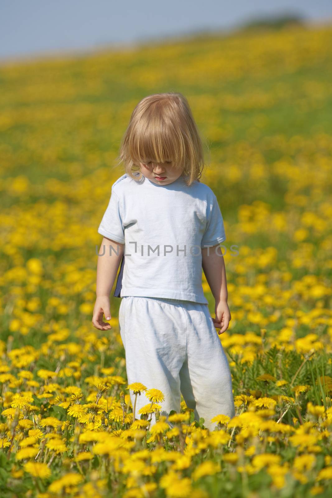 boy in a dandelion field by courtyardpix