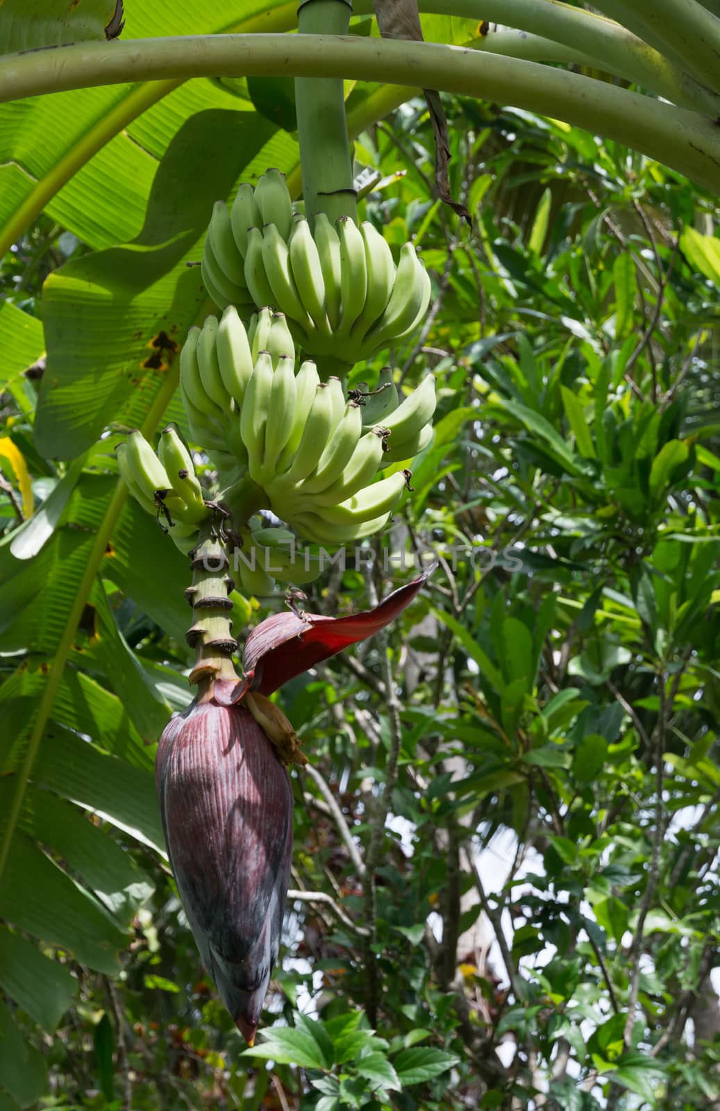 Fresh bananas on tree in Southern Province garden, Sri Lanka, Asia.