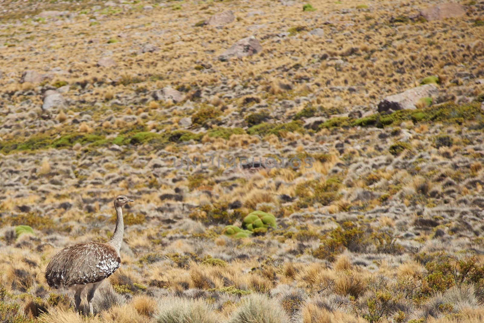 Lone Puna Rhea (Pterocnemia tarapacensis) walkiing through the tufted grass of the Altiplano in Lauca National Park, northern Chile