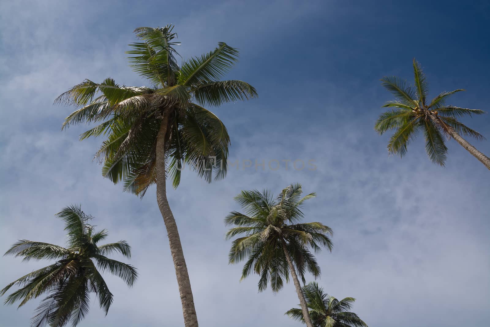 Coconut palms, blue sky, Southern Province, Sri Lanka, Asia.