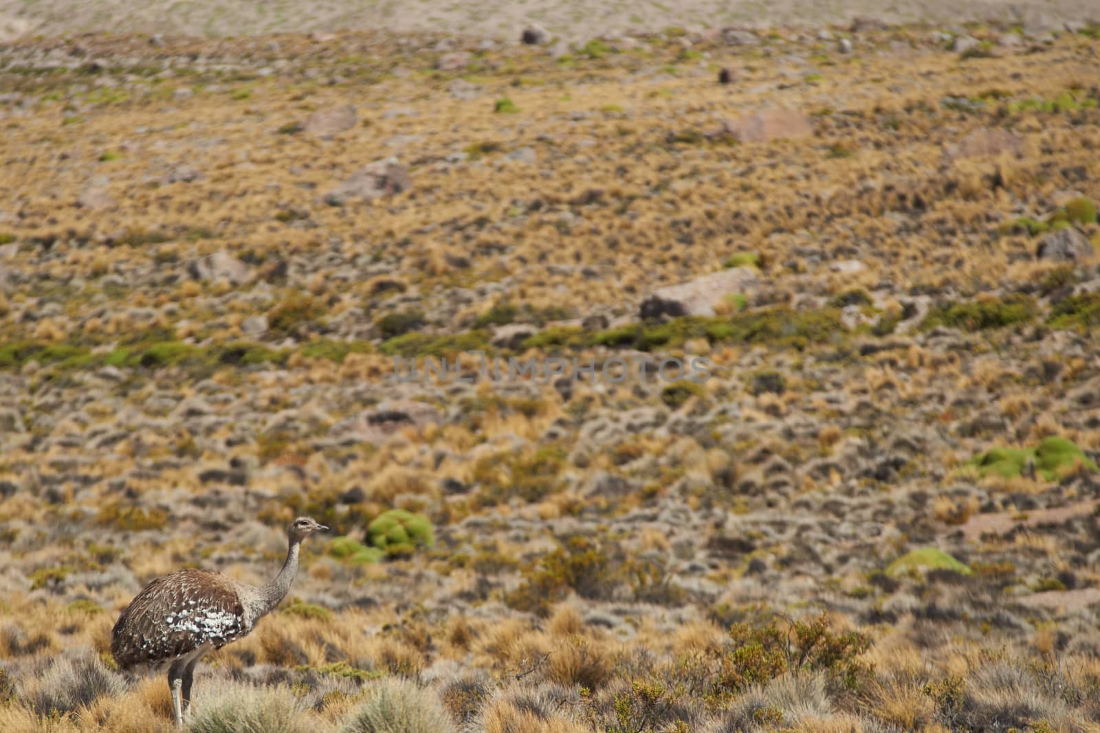 Lone Puna Rhea (Pterocnemia tarapacensis) walkiing through the tufted grass of the Altiplano in Lauca National Park, northern Chile