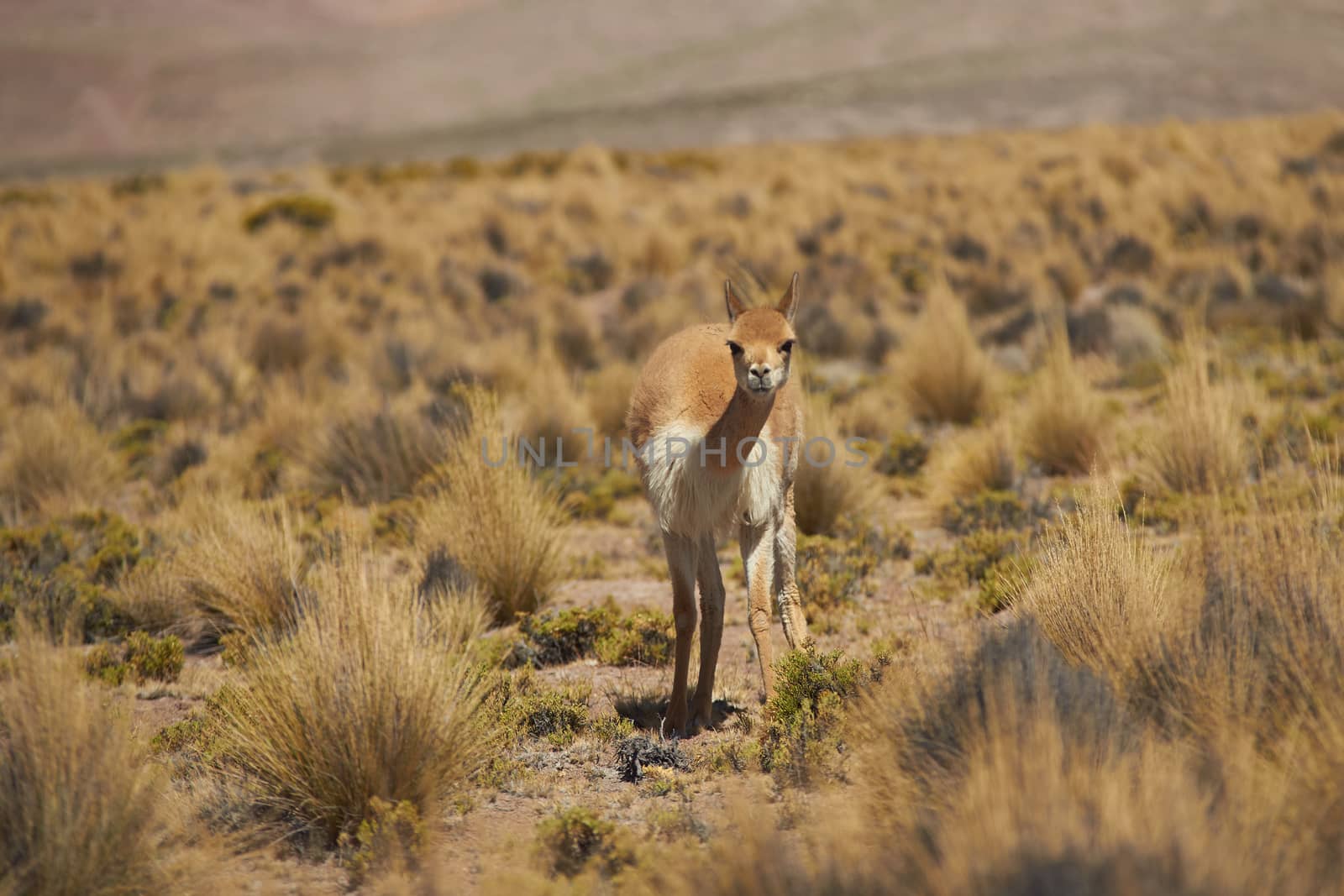 Lone vicuna (Vicugna vicugna) in Lauca National Park, northern Chile