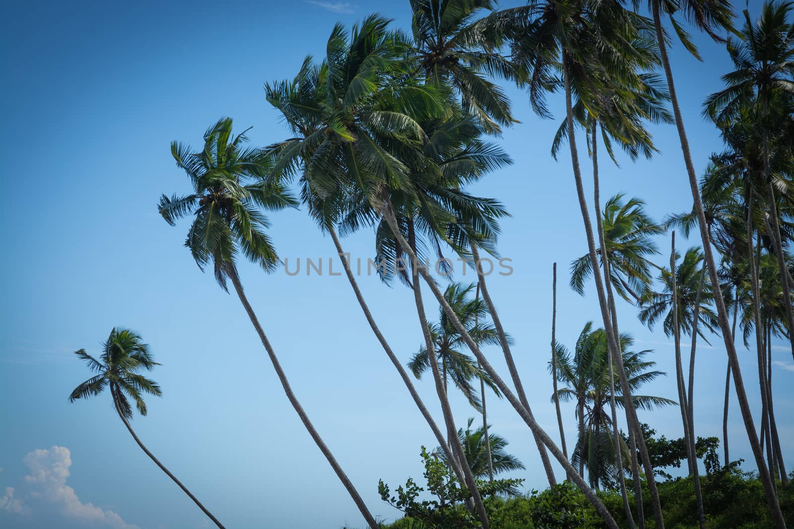 Coconut palms. Coconut palm trees and blue sky. Southern Province, Sri Lanka, Asia.