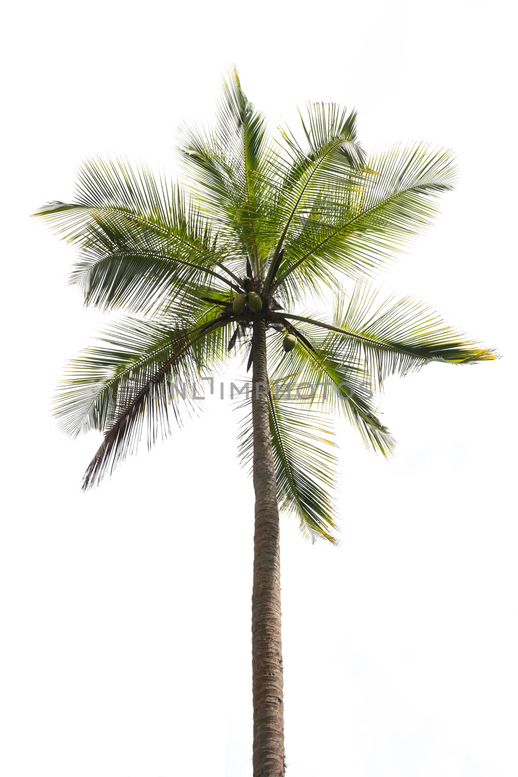 Coconut palm isolated on white. Southern Province, Sri Lanka, Asia.