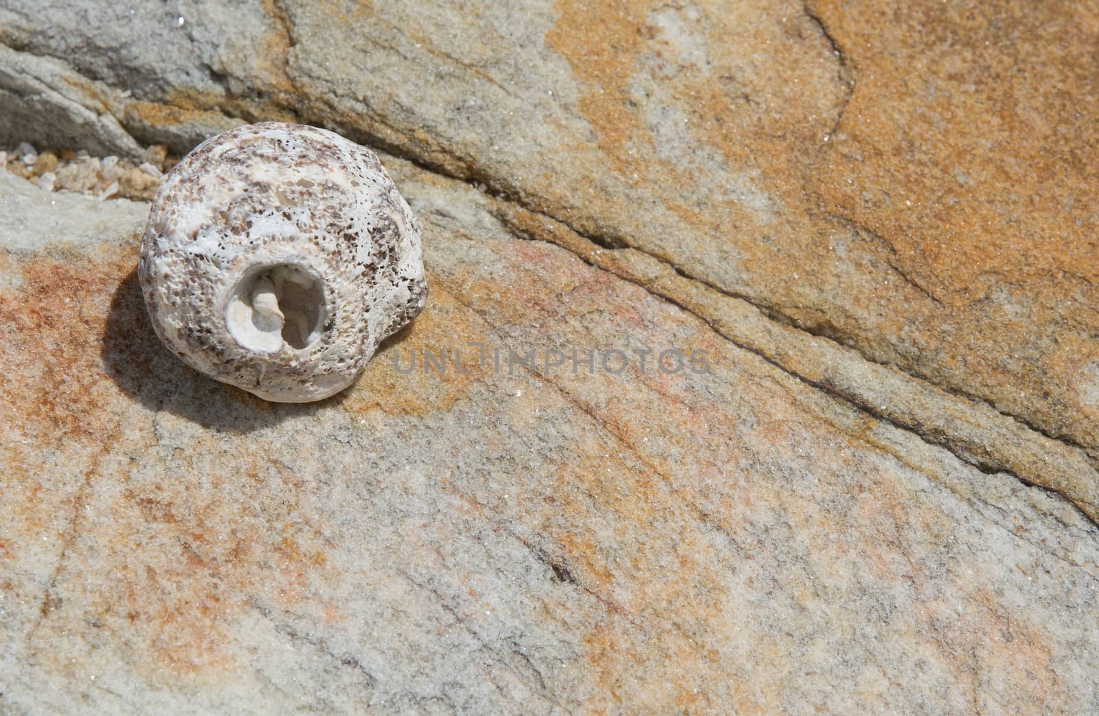 Seashell on rock background texture, Tangalle, Southern Province, Sri Lanka, Asia.