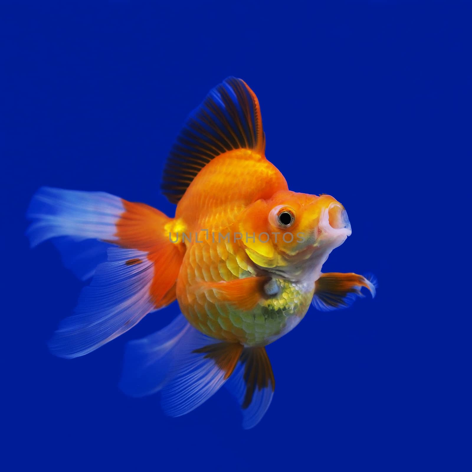 beautiful goldfish in the aquarium