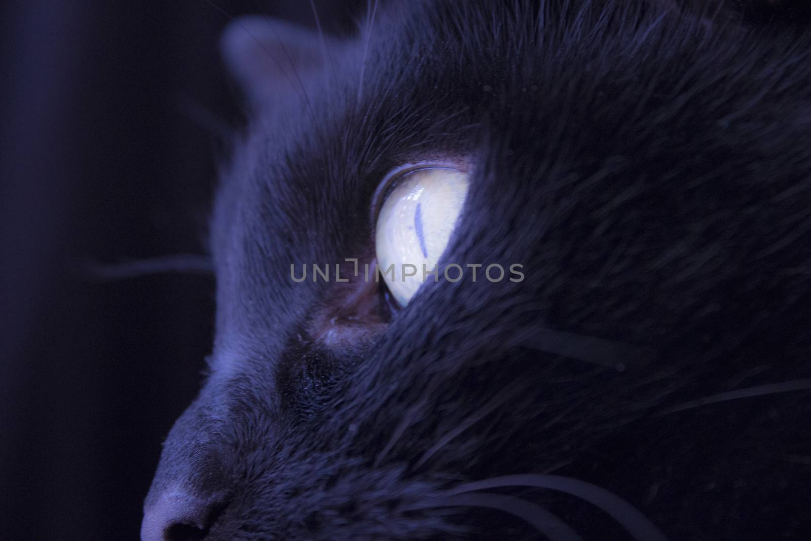Close-up of a cat's eye in black.