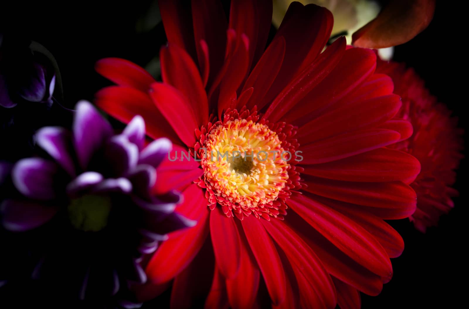 Red daisy flower. Background of purple flowers.