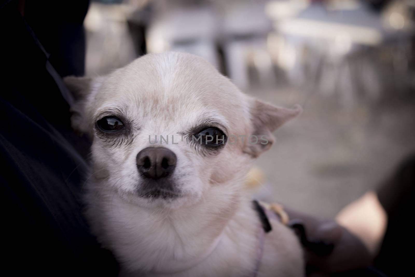 Chihuahua dog cream on blue background.