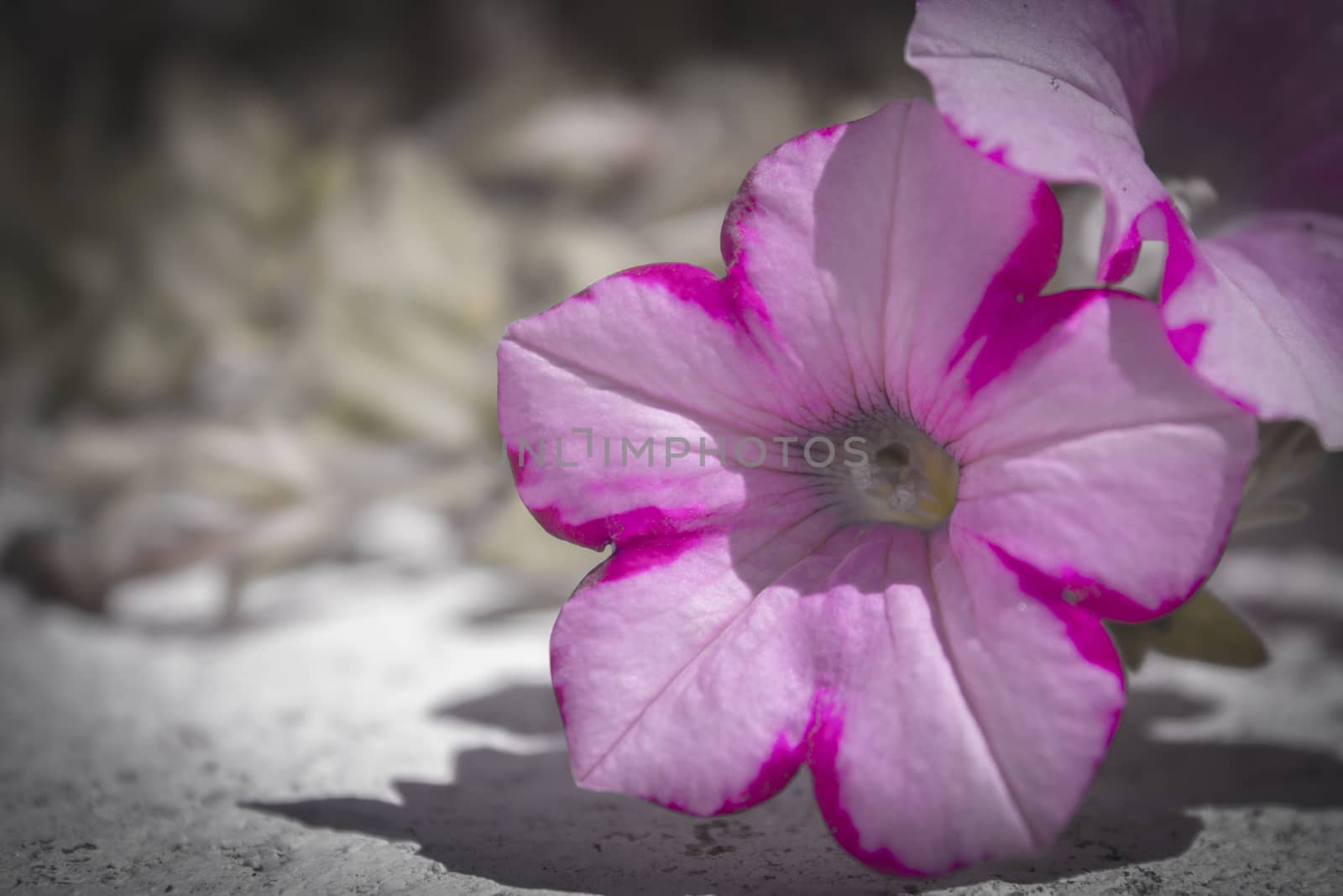 Pink and white petunia flower on the floor are light shade.