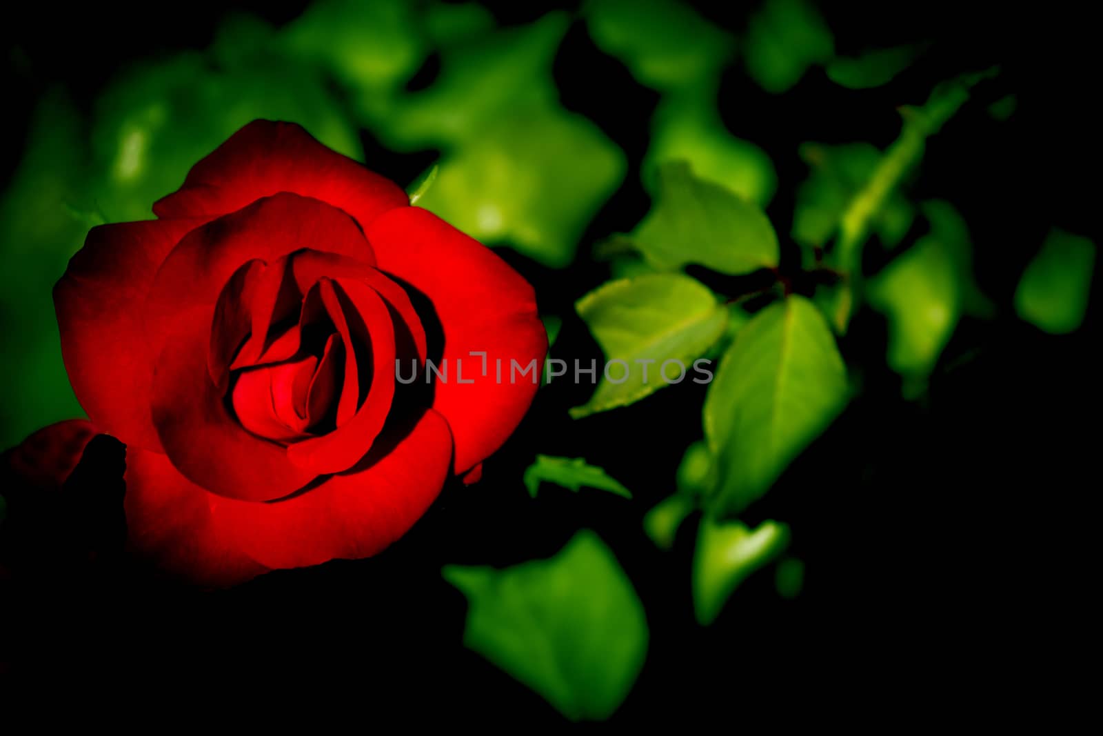 Red Rose by gema_ibarra
