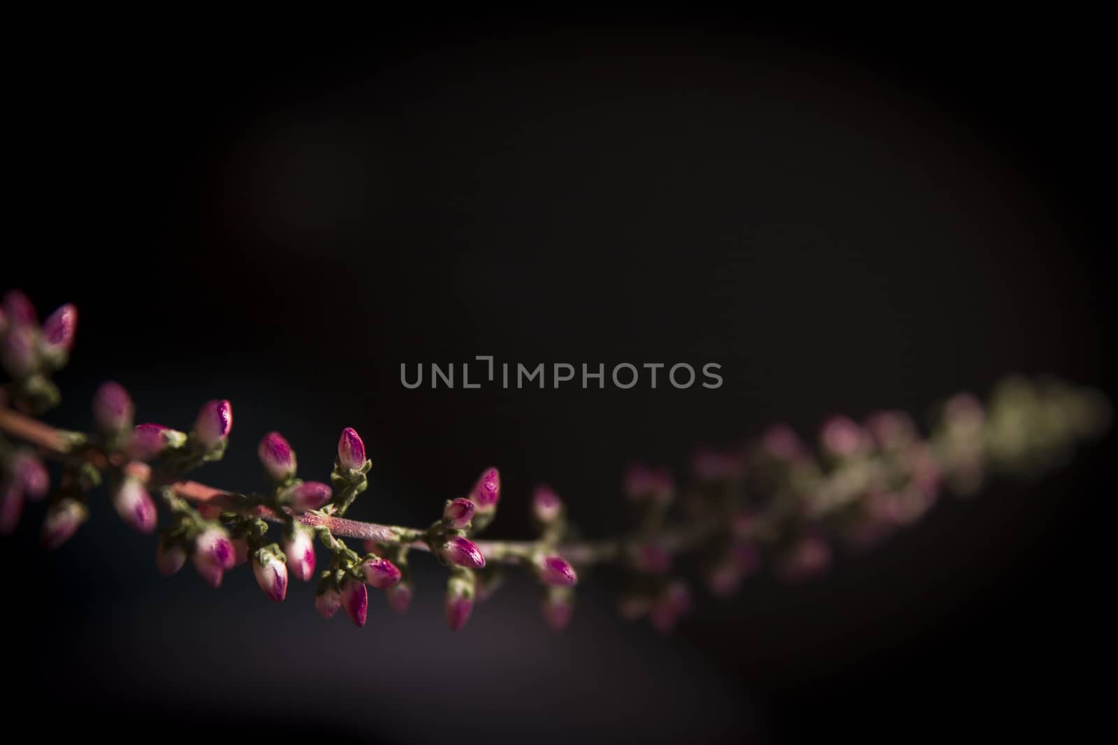 Branch of small pink flowers on dark background.
