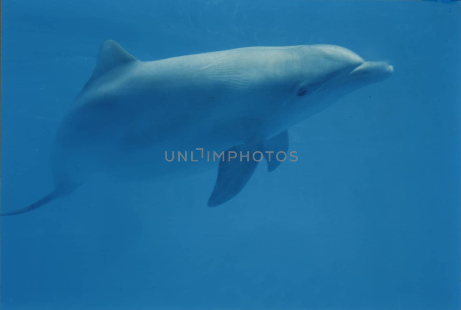 Blue dolphin by gema_ibarra
