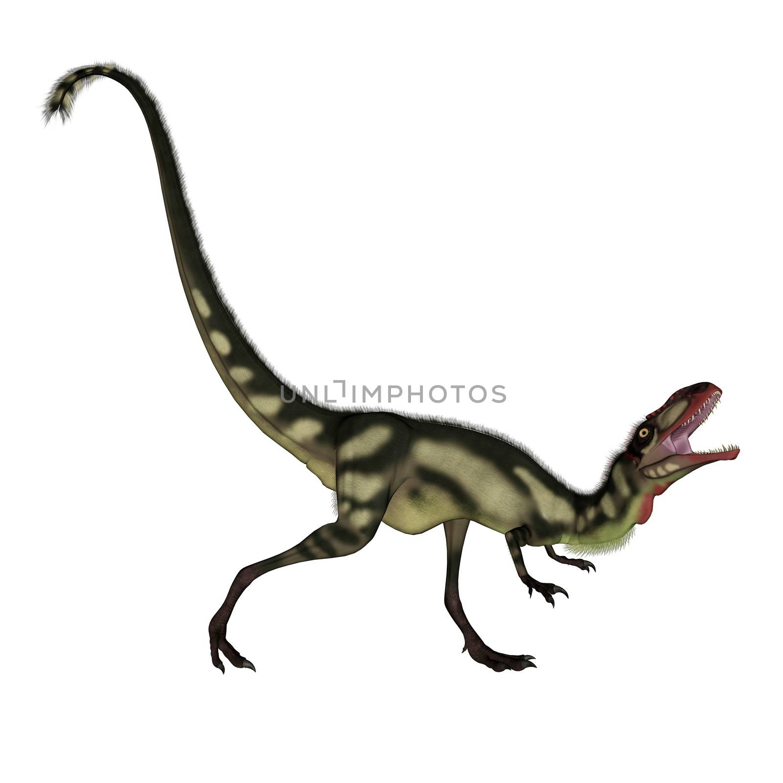 Dilong dinosaur roaring in white background- 3D render