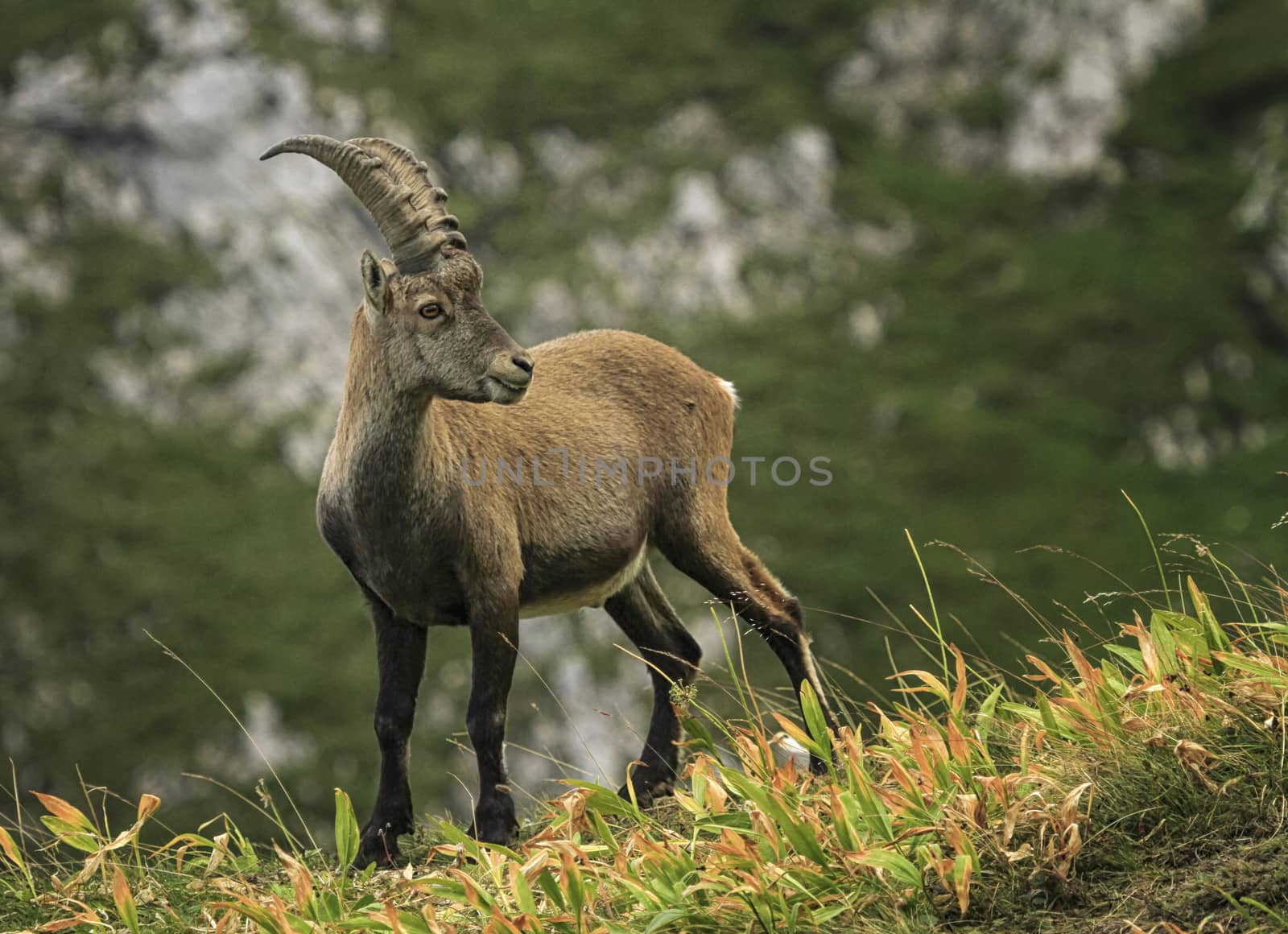 Male wild alpine ibex, capra ibex, or steinbock standing in Alps mountain, France