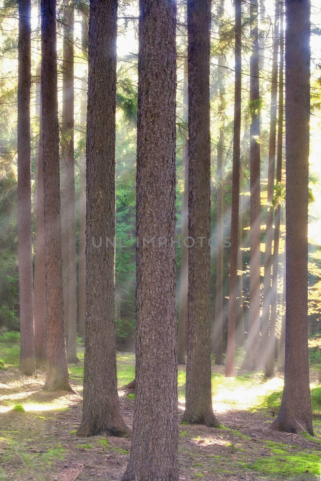 autumn forest scene with sunrays shining through branches