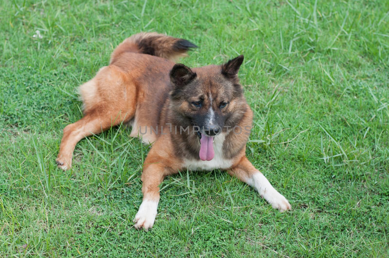 the dog is sitting on a yard